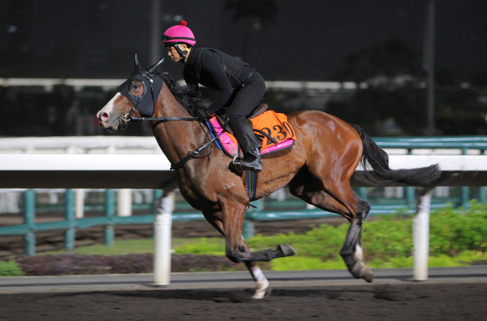 Baby Sakura gallops at Sha Tin last month.