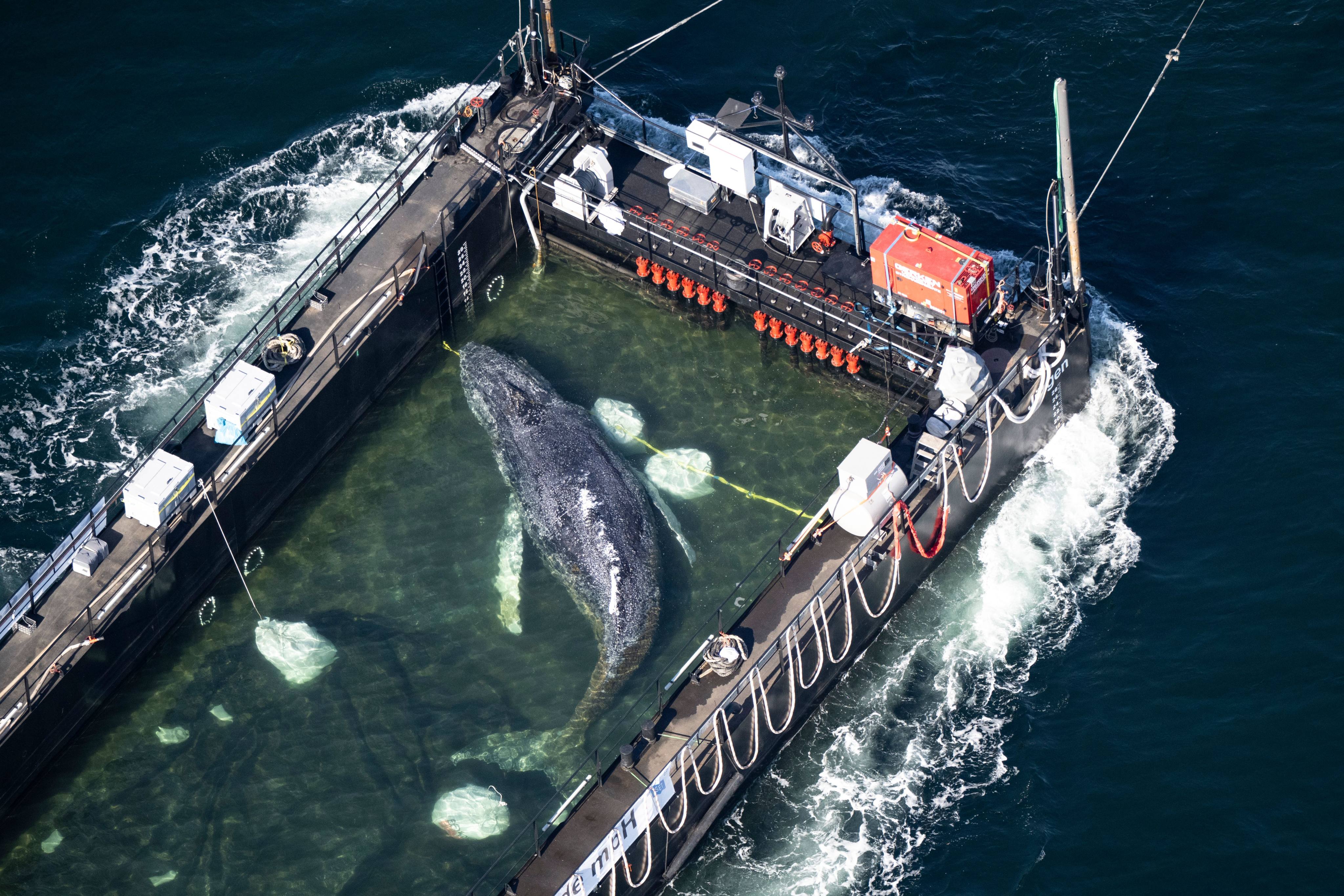 The stranded humpback whale lies in a flooded cargo ship close the Danish border on Wednesday. Photo: dpa