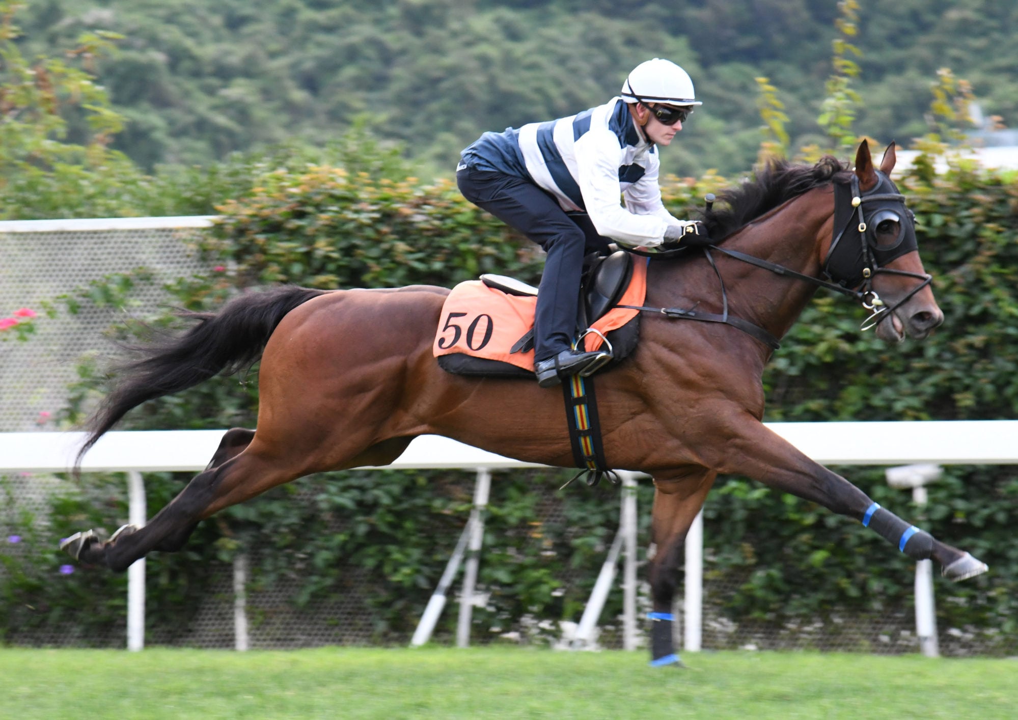 Cloud Nine is racing with Luke Ferraris on board at Sha Tin.