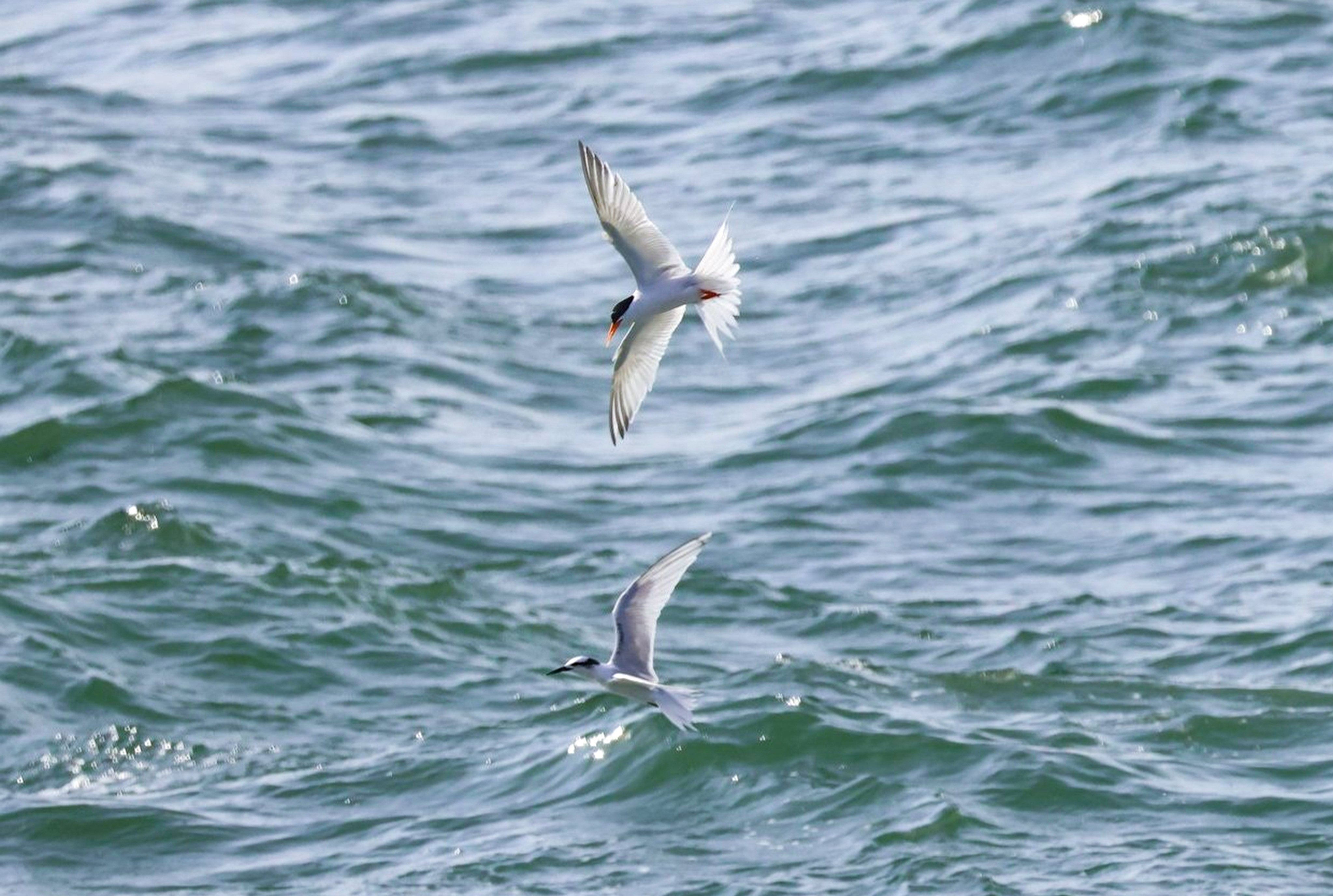 Terns, known as “sea swallows”, are seabirds with typically white or light grey streamlined bodies, long pointed bills and forked tails. Photo: Handout