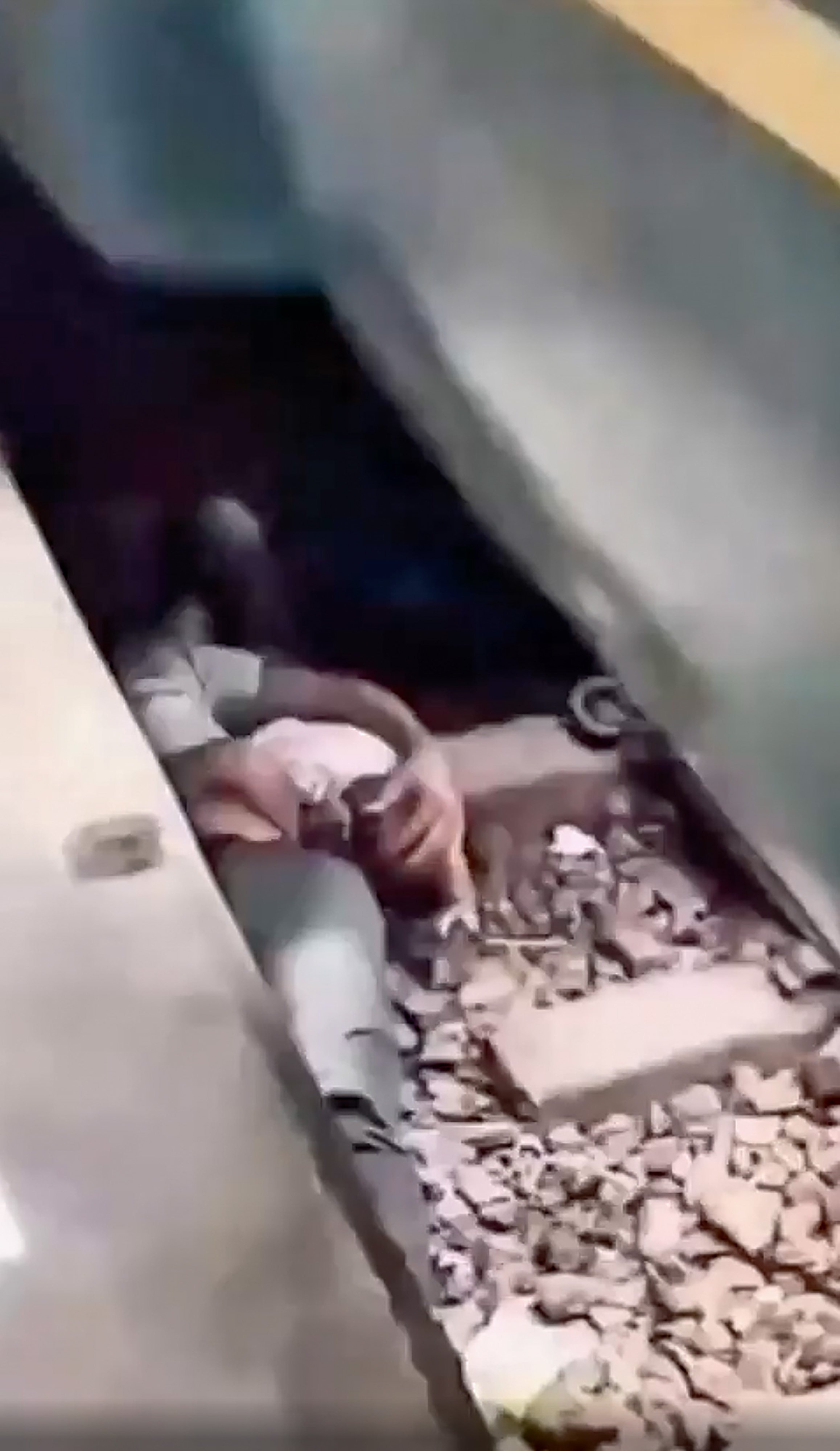 A Bangladeshi man jumped onto the train tracks to shield his baby with his body, sparking both praise and debate about his actions. Photo: Handout