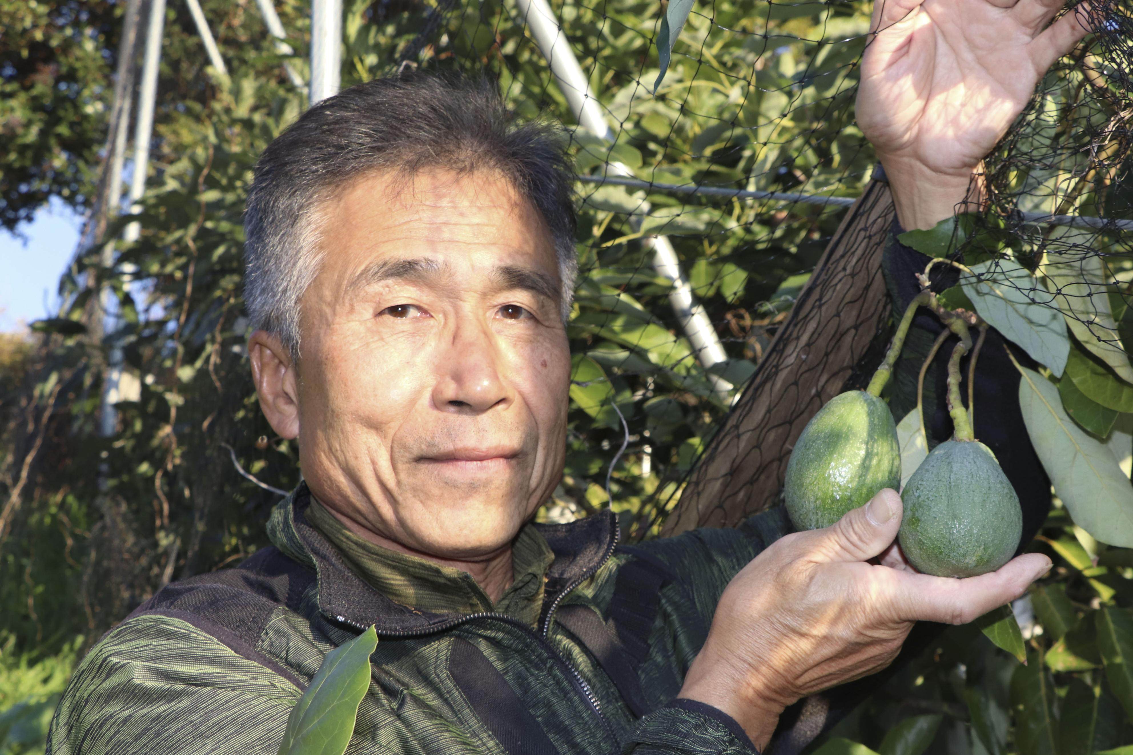 Fuminori Arita shows off avocados grown in his orchard in Matsuyama, Ehime prefecture. Photo: Kyodo