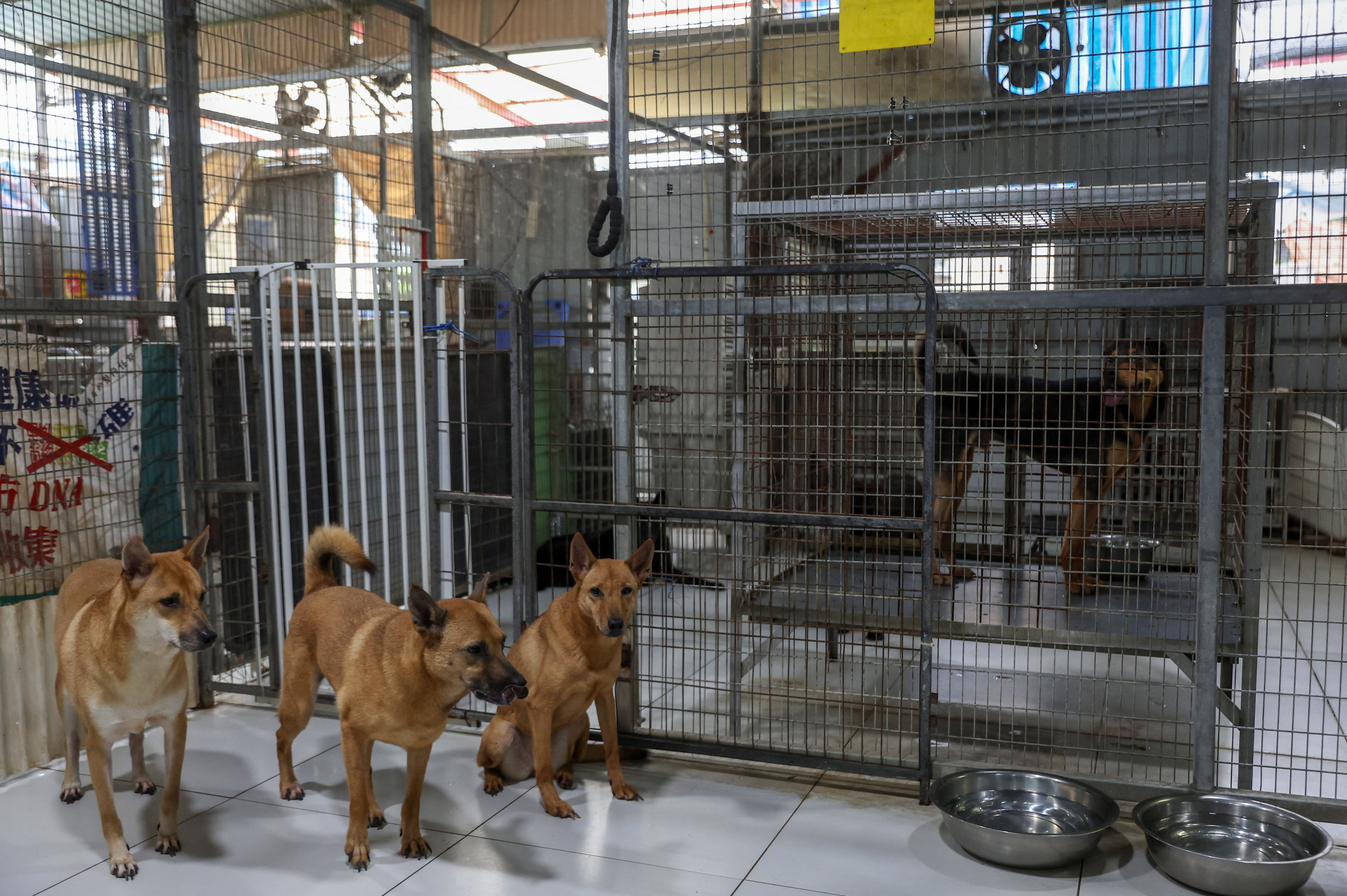 Paws Guardian Rescue Shelter receives more than five calls a day about abandoned animals. Photo: Edmond So