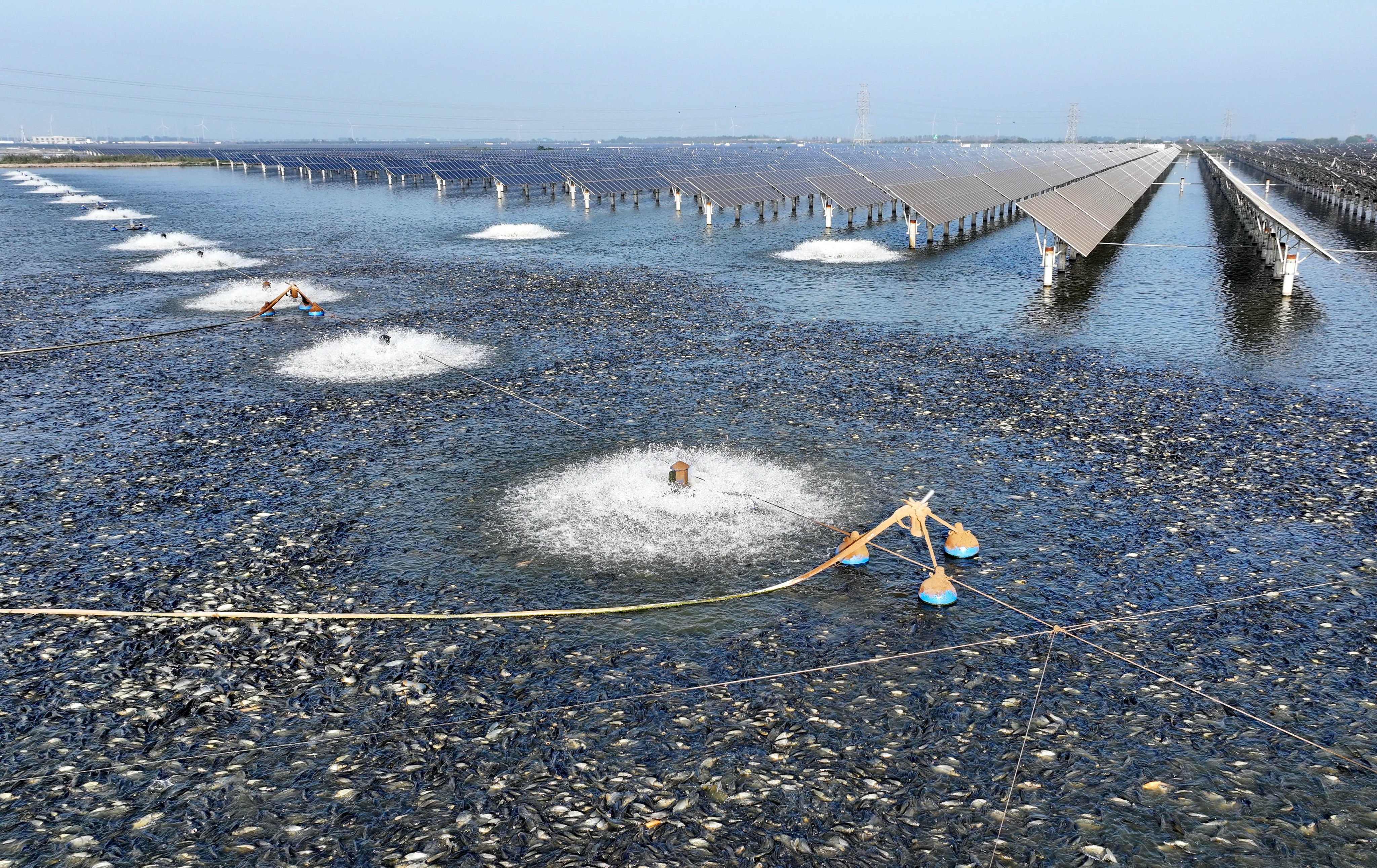 Fish forage for food at a solar-powered fishery in China’s northern Hebei province. Photo: Xinhua