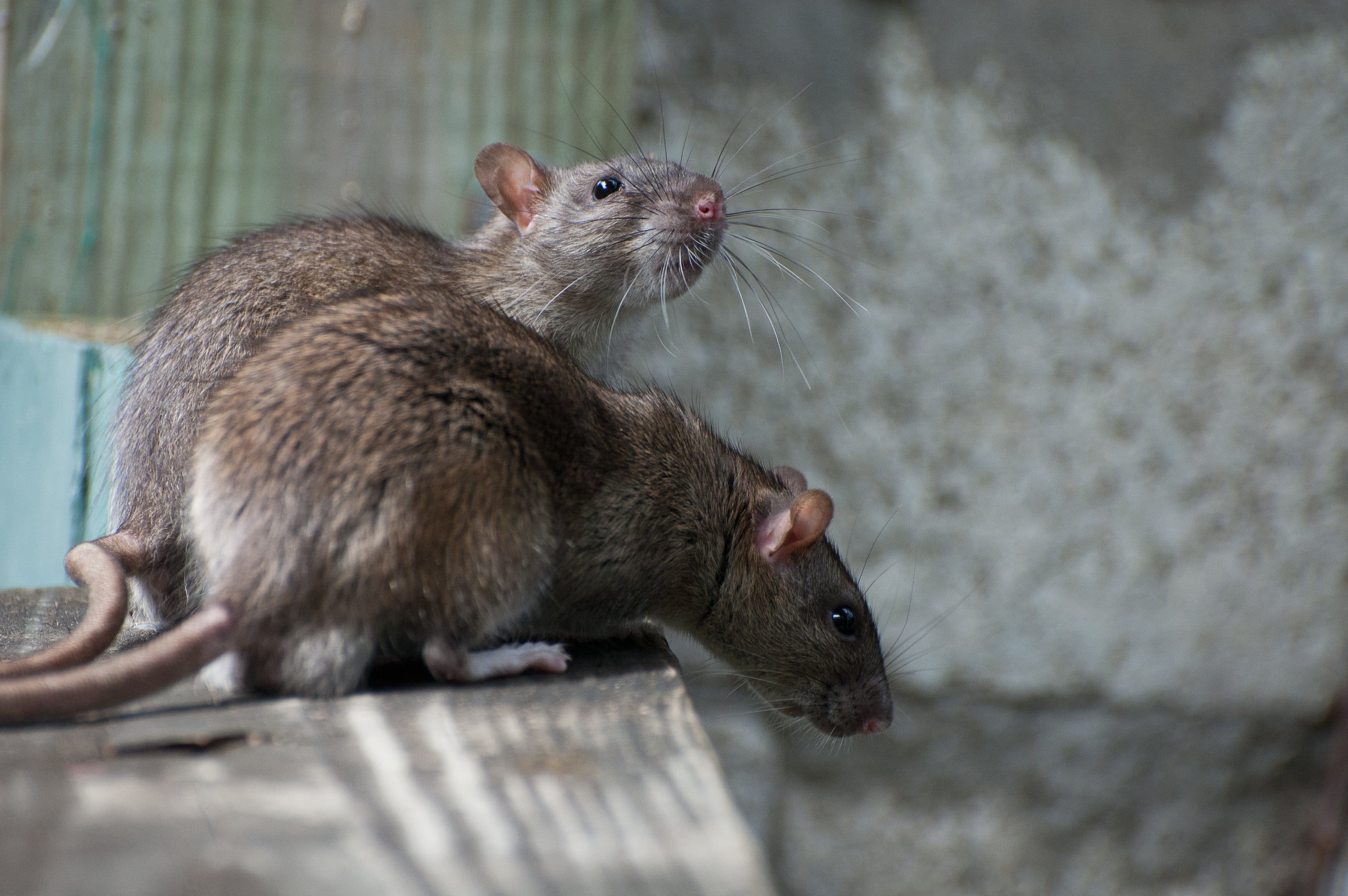 [Shutterstock] Brown Rat
Stock Photo ID: 83469022