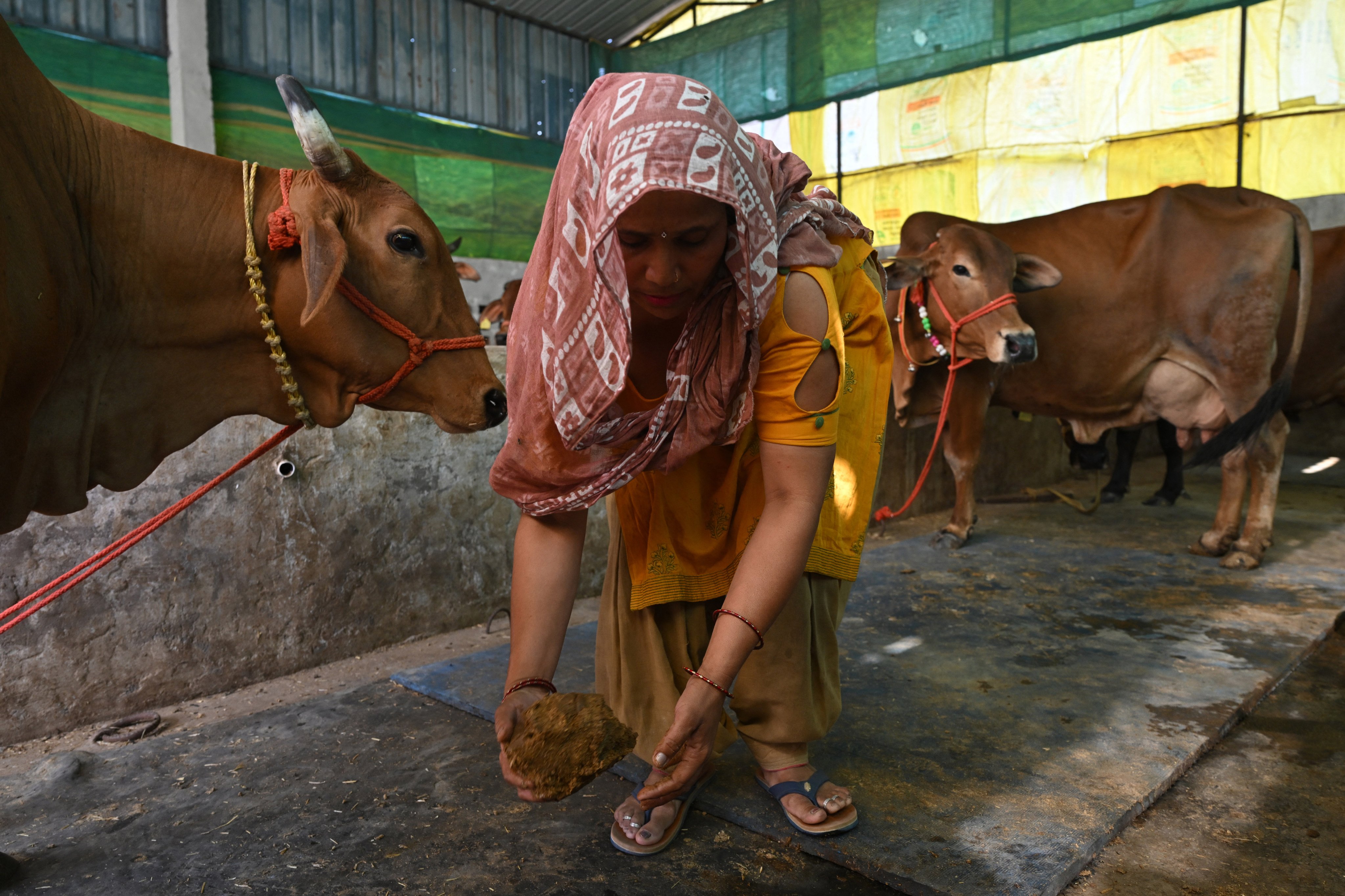 This photograph taken on April 24, 2026 shows a villager collecting cow dung from her cattle stable near her residence in Uttar Pradesh’s Bulandshahr district. Across much of India, an energy crunch caused by the Iran war has prompted long queues for cooking gas cyclinders. However, since the 1980s India has also promoted biogas as a low-cost rural energy source, subsidising more than five million “digester” units that convert farm waste into methane for cooking, and nitrogen-rich slurry for fertiliser. (Photo by Arun SANKAR / AFP)