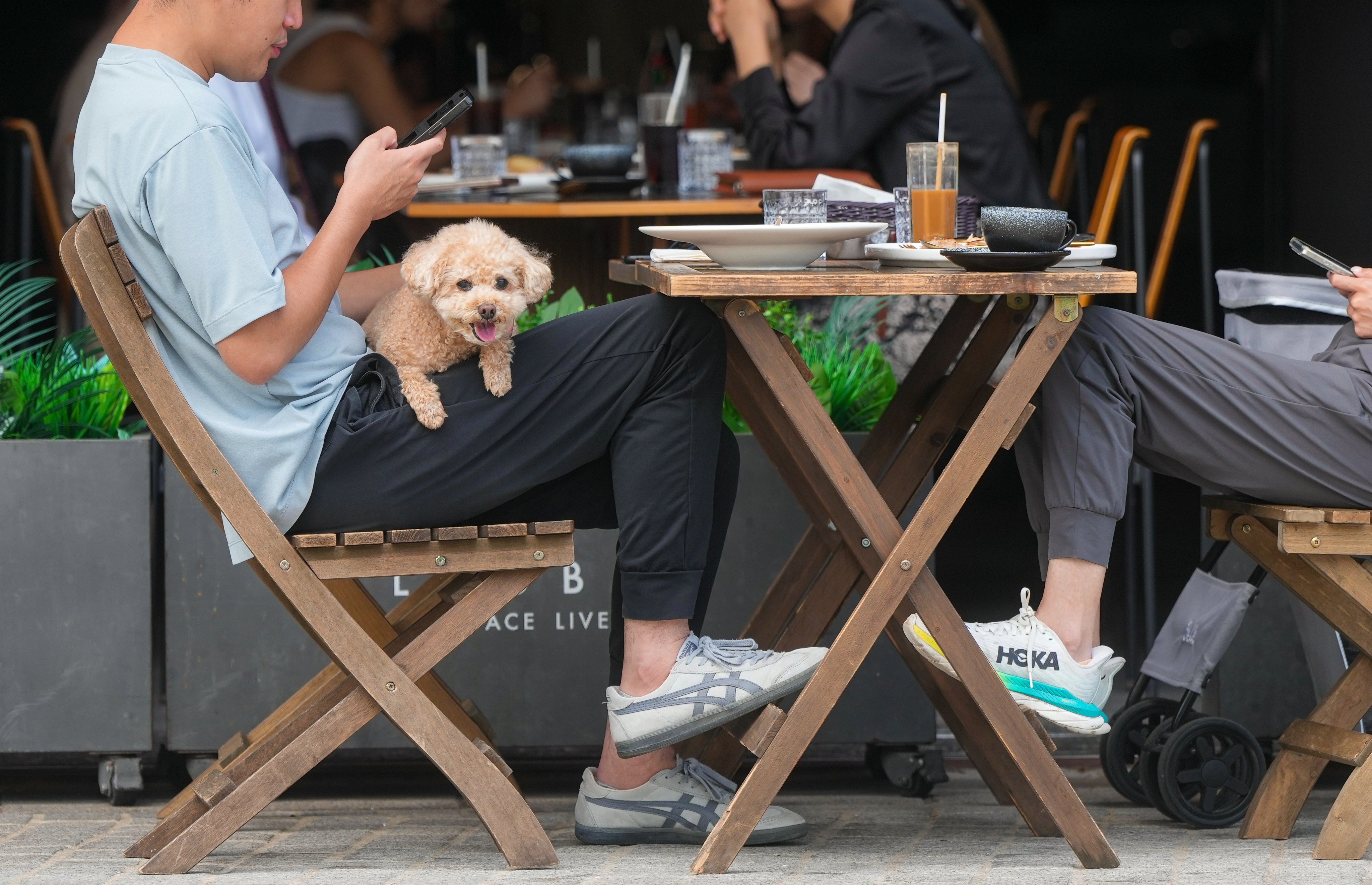 Hong Kong restaurants will be able to apply for licences from May 18 to allow dogs under a new scheme. Photo: Sam Tsang