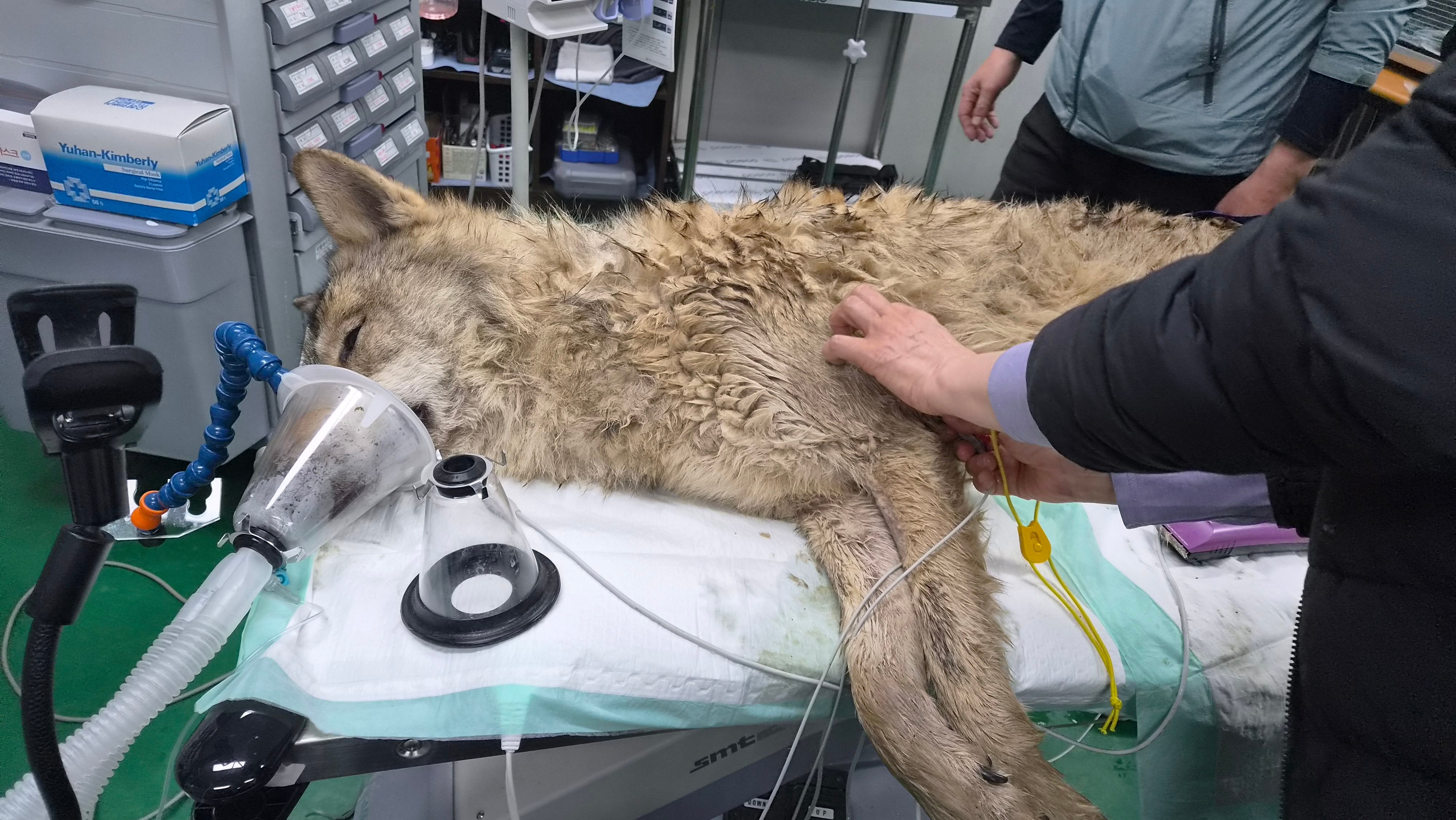 Neukgu’s escape from a South Korean zoo sparked a massive search and prompted calls for better animal protection. Photo: AP