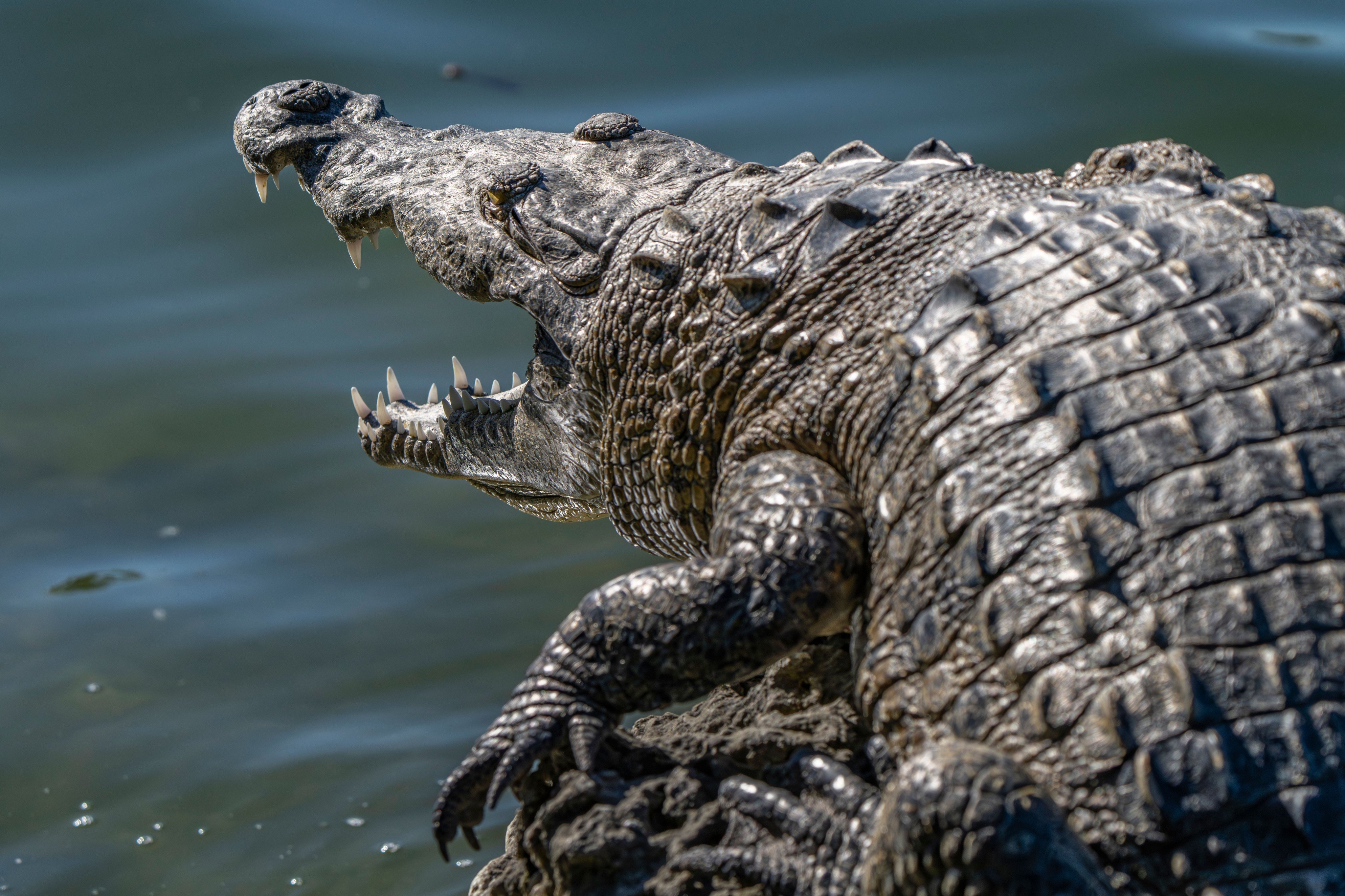 Researchers developed a tough ceramic body armour inspired by crocodile scales. Photo: Shutterstock