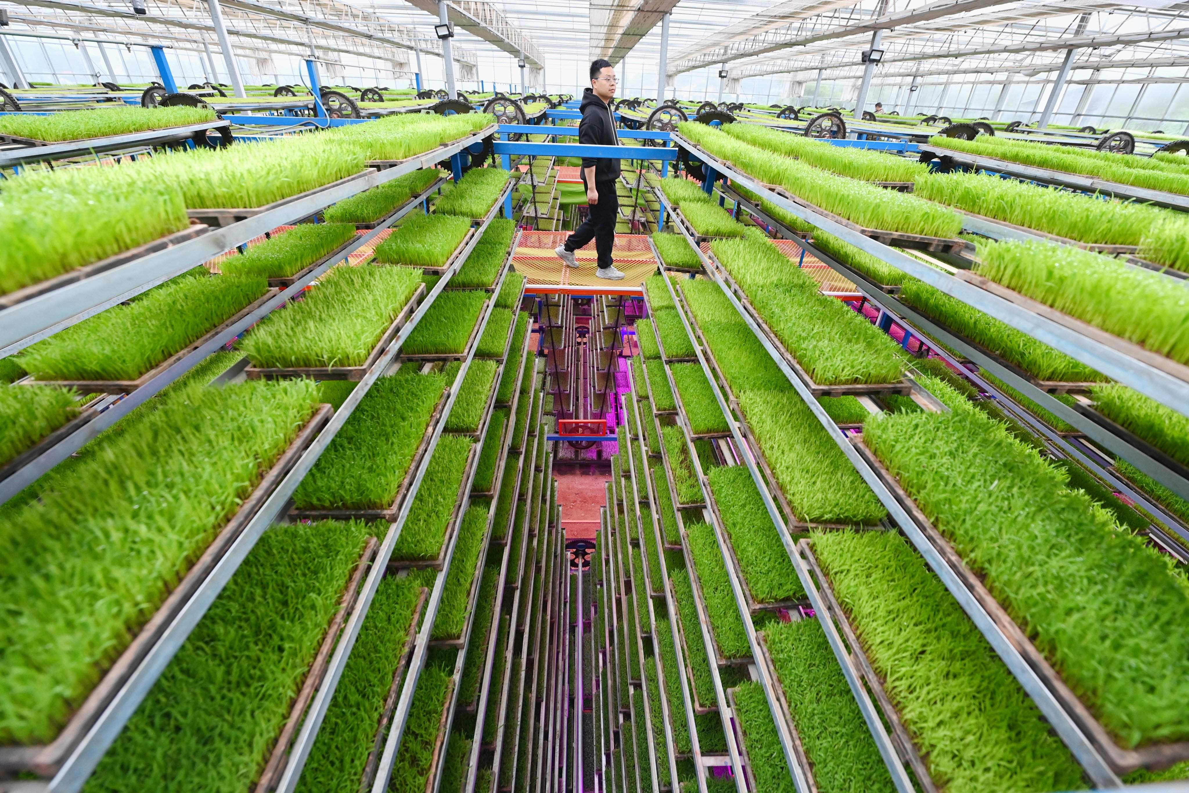 A worker checks rice seedlings on vertical racks at an intelligent rice seedling factory on April 2 in Changsha, Hunan province. Photo: China News Service via Getty Images
