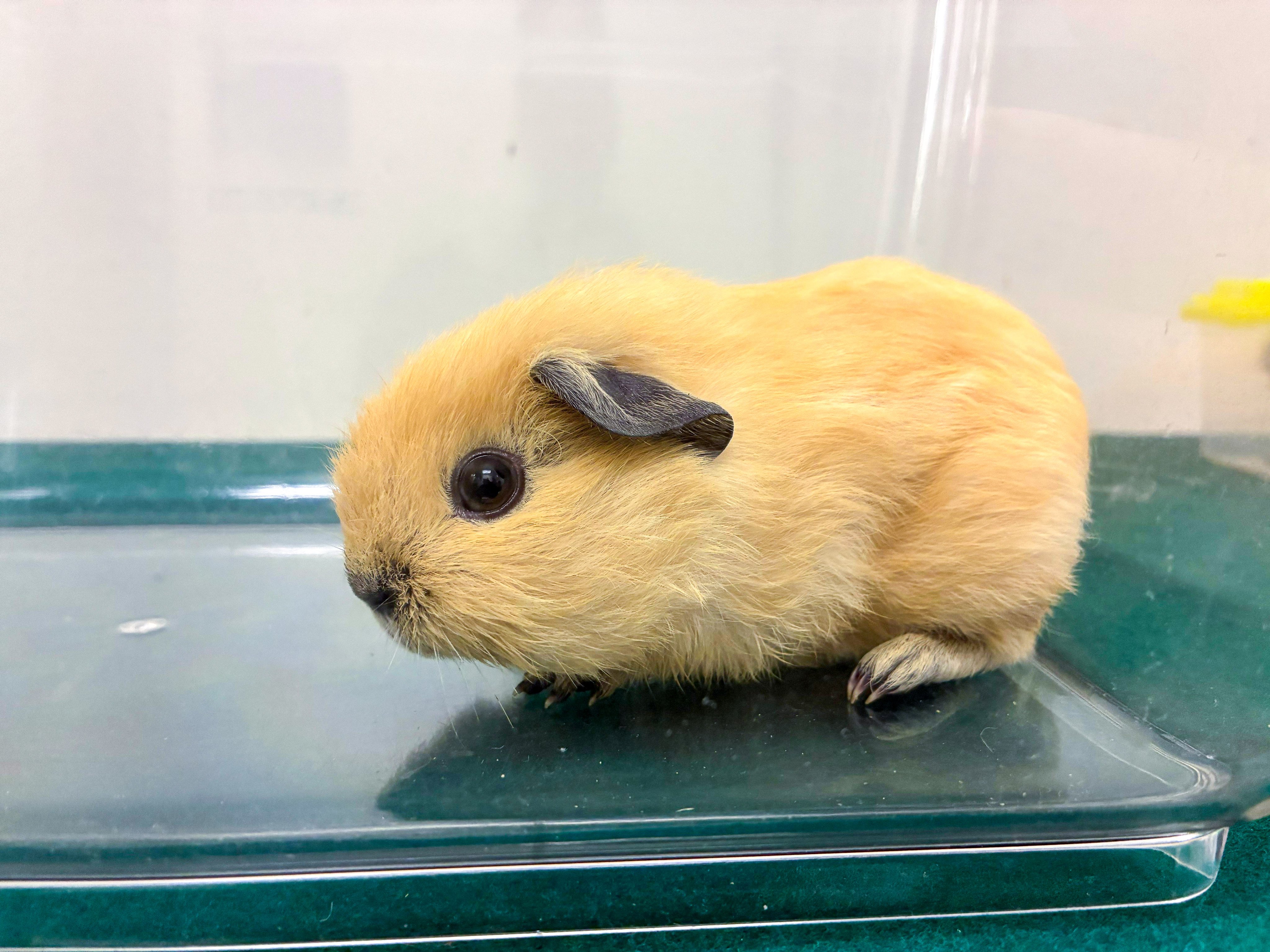 One of the guinea pigs seized by Hong Kong customs. Photo: Handout