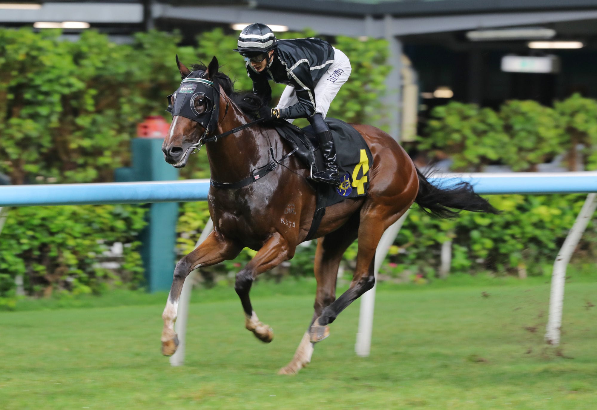 Dashing Maurison trots in at Happy Valley. Dashing Maurison trots in at Happy Valley.