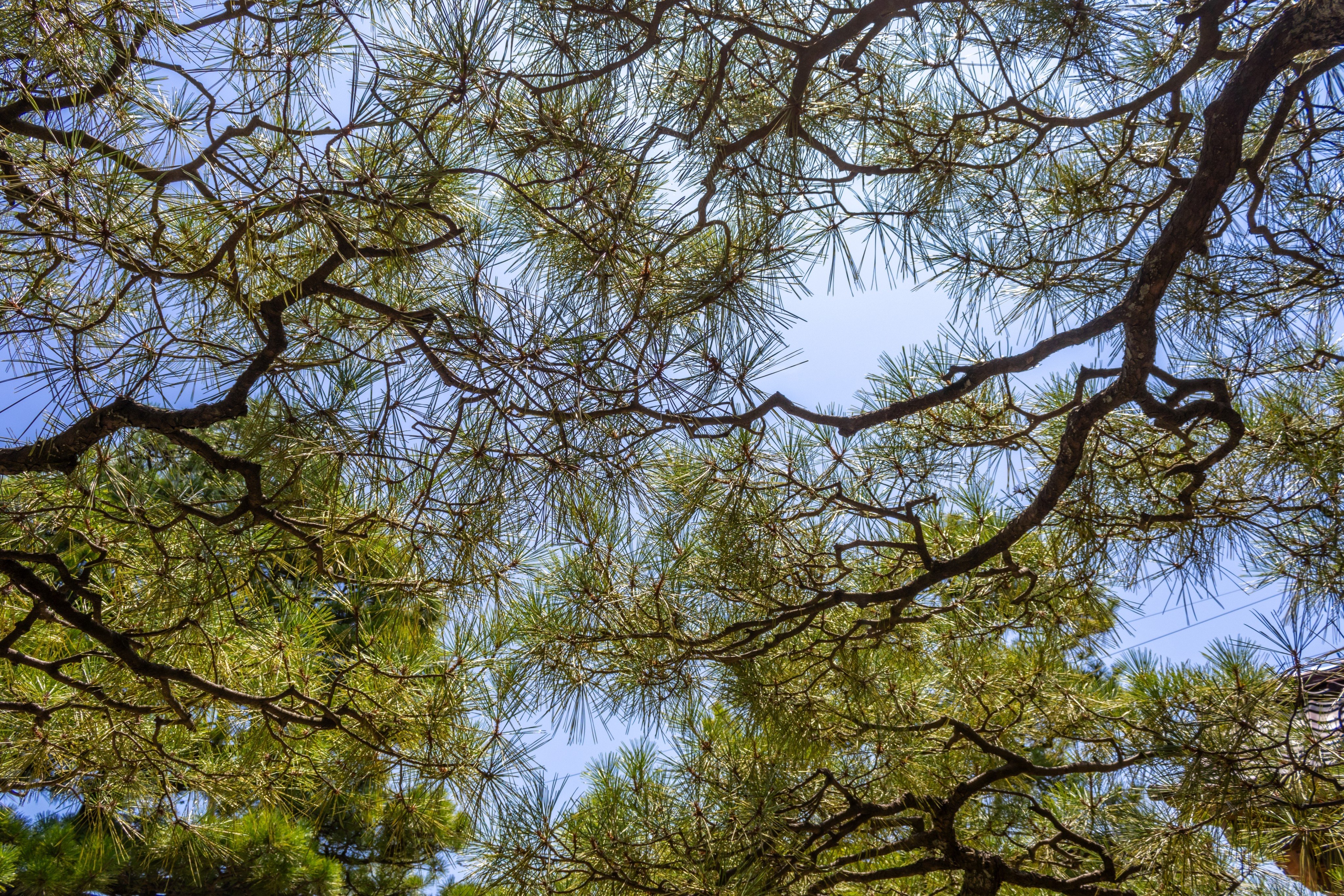 Fractals, found in nature, ease stress and boost well-being, especially for teens. Photo: Shutterstock
