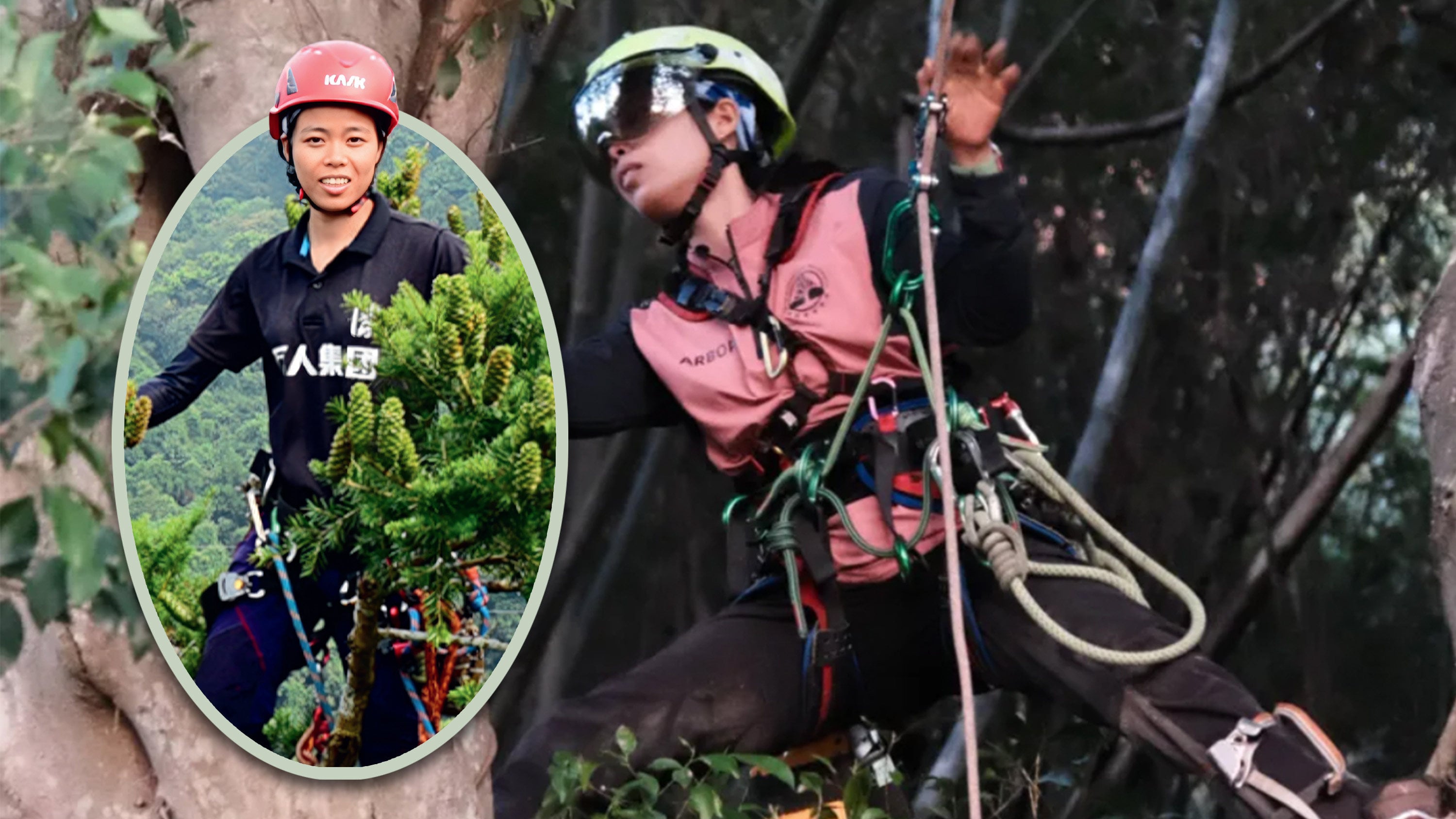 China’s first female professional tree climber,  who was once an elite runner afraid of heights, has transformed her fear into a successful career, winning awards and teaching the craft. Photo: SCMP composite/QQ.com
