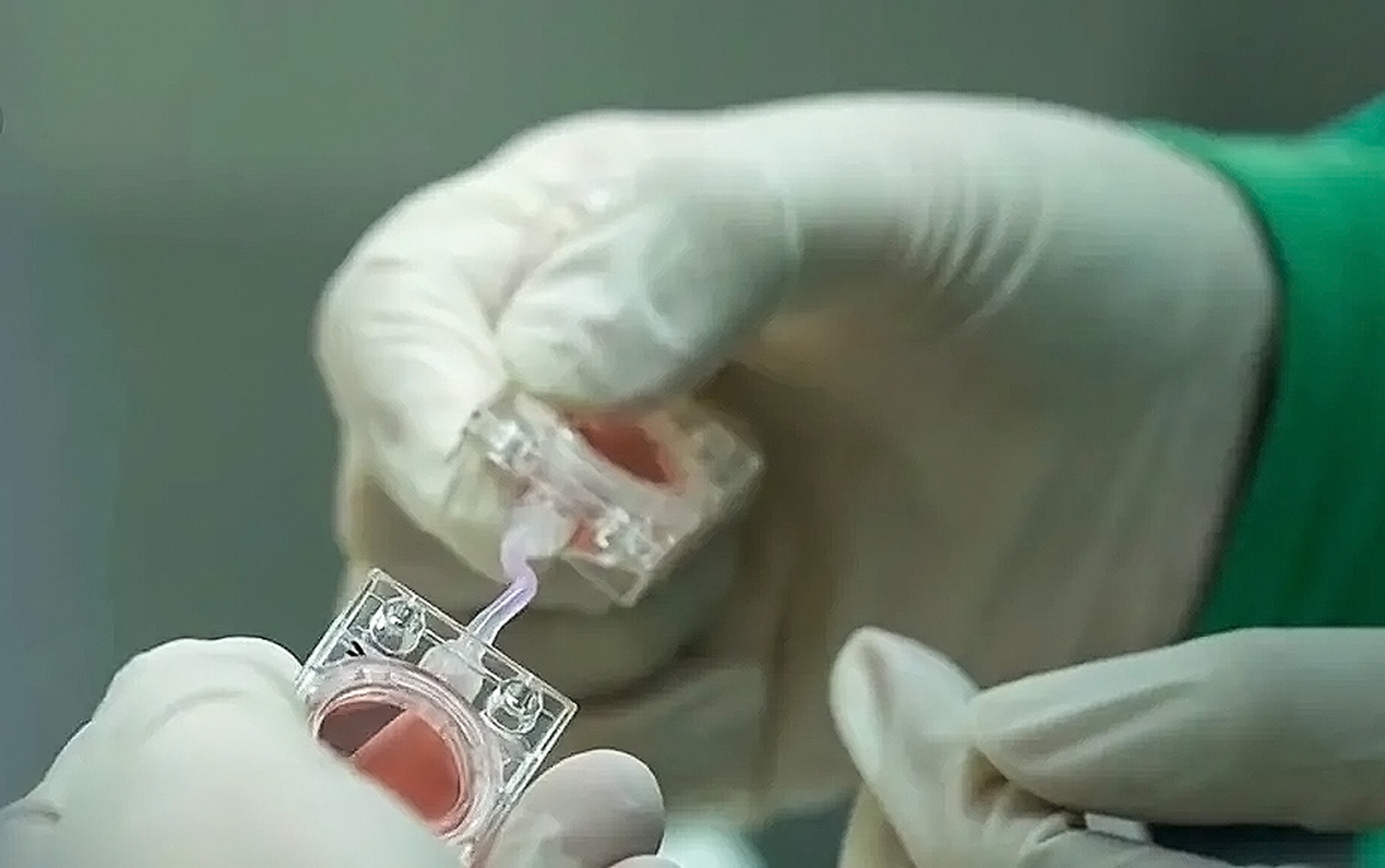 The artificial embryos used in the latest experiment were built from stem cells that shared similar structures with real human embryos. Photo: CCTV