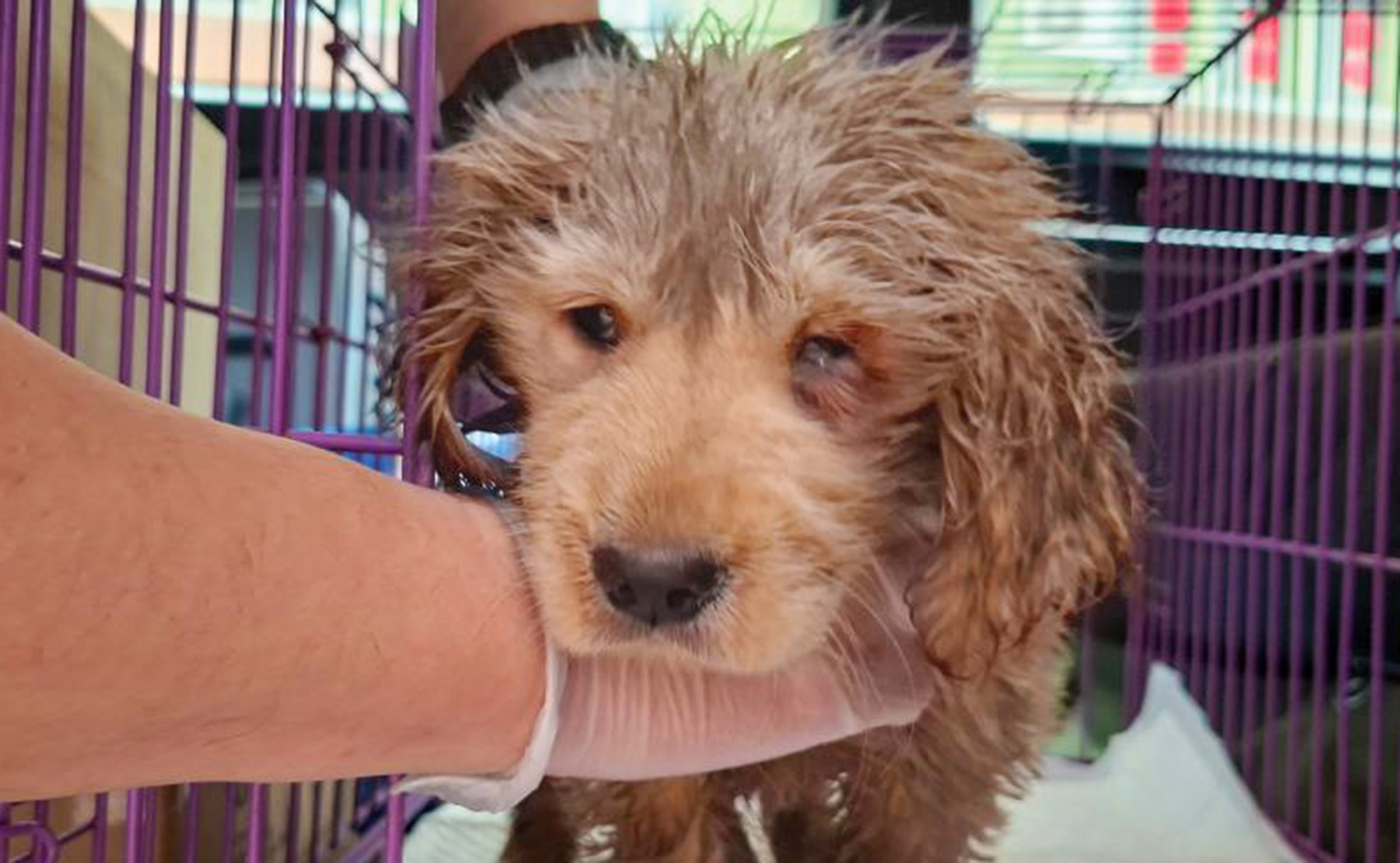 The three-month-old Golden Retriever was suffering from terminal canine distemper and was euthanised. Photo: Facebook/ SPCA