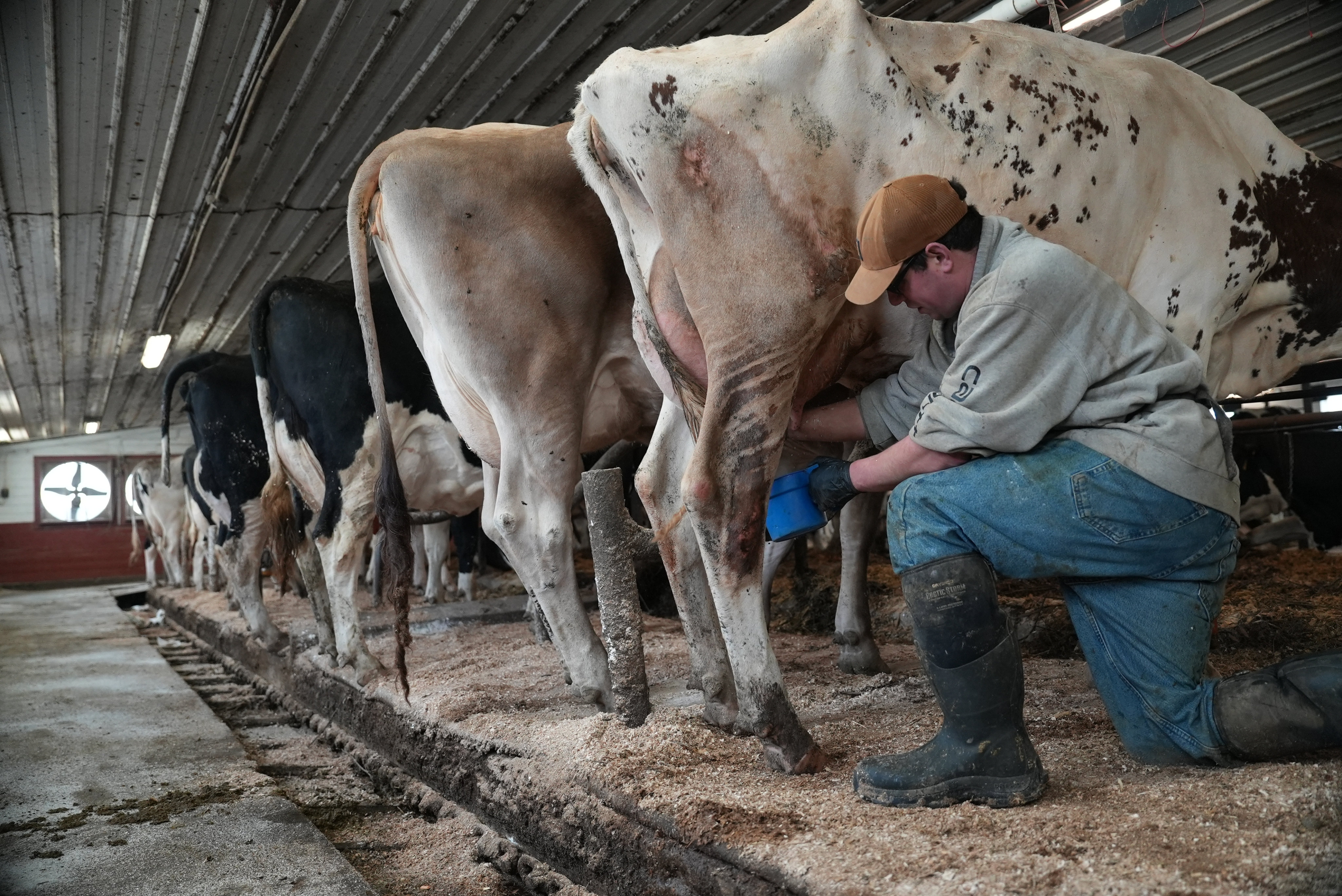 A cow at Ronnybrook Farm, which uses pasteurisation, in New York. The popularity of raw milk is rising across the United States despite its health risks. Photo: AP