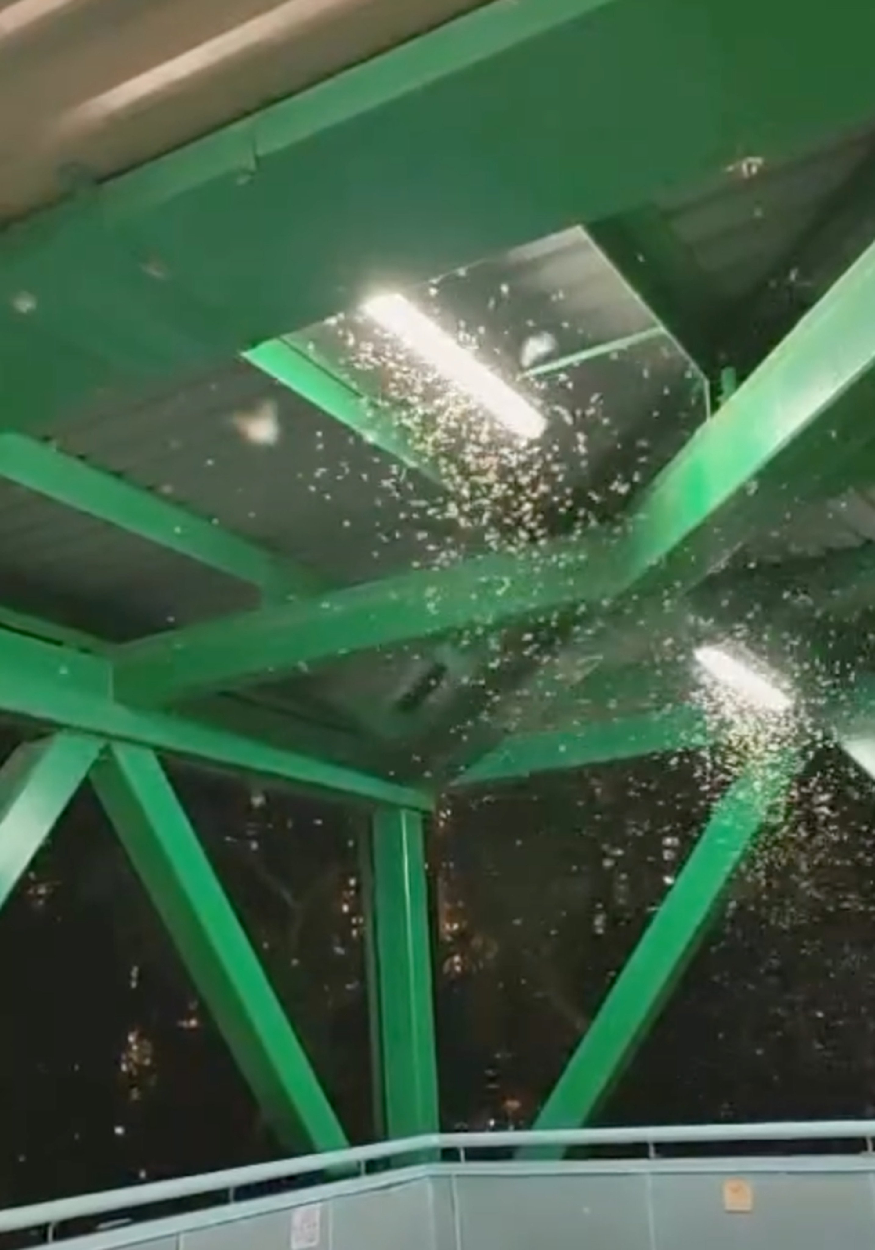 A swarm of flying ants circle a light fixture in Ma On Shan. Photo: Threads/wingkainet