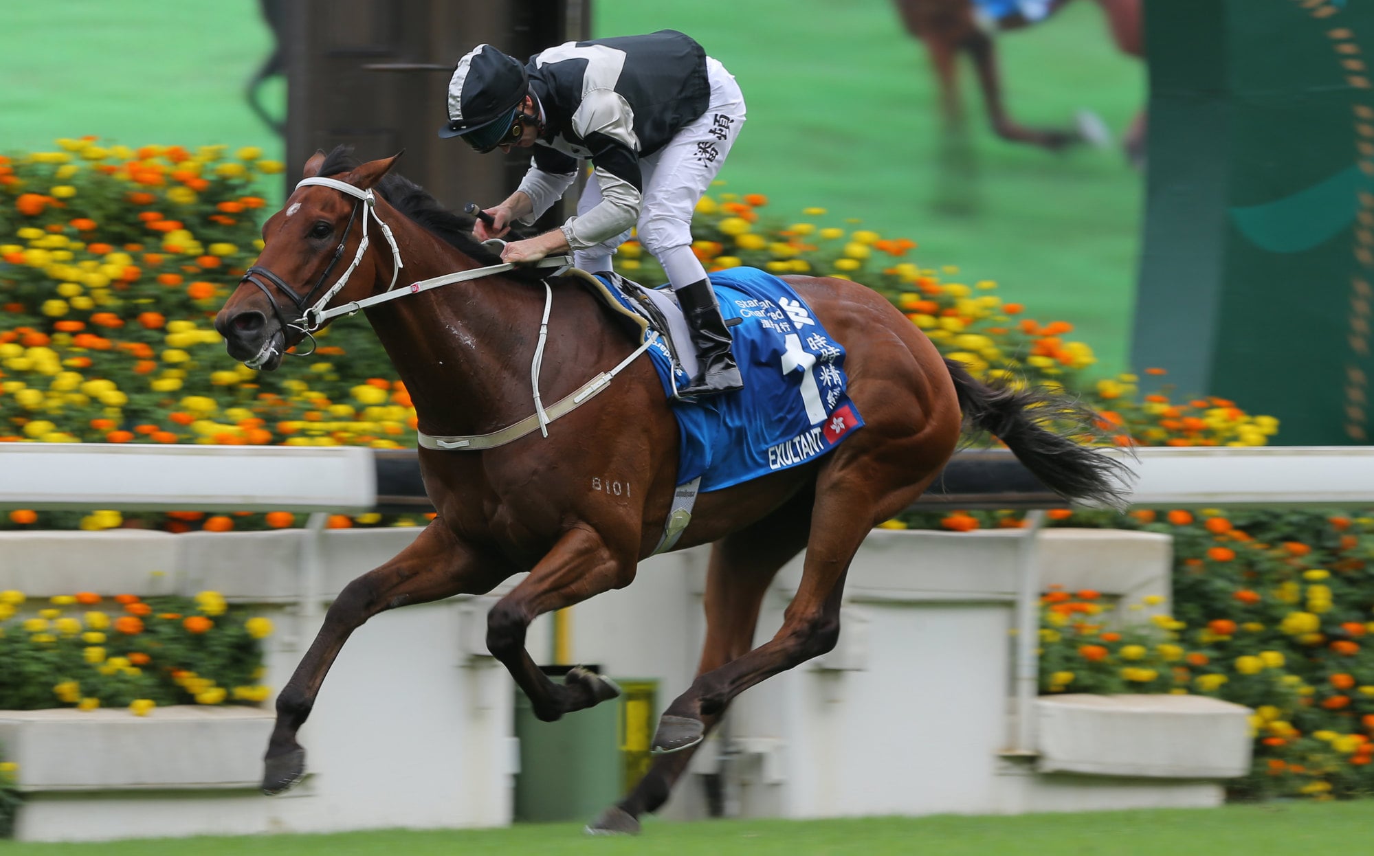 Exultant, ridden by Zac Purton, wins the 2020 Group One Champions and Chater Cup at Sha Tin. Photo: Kenneth Chan