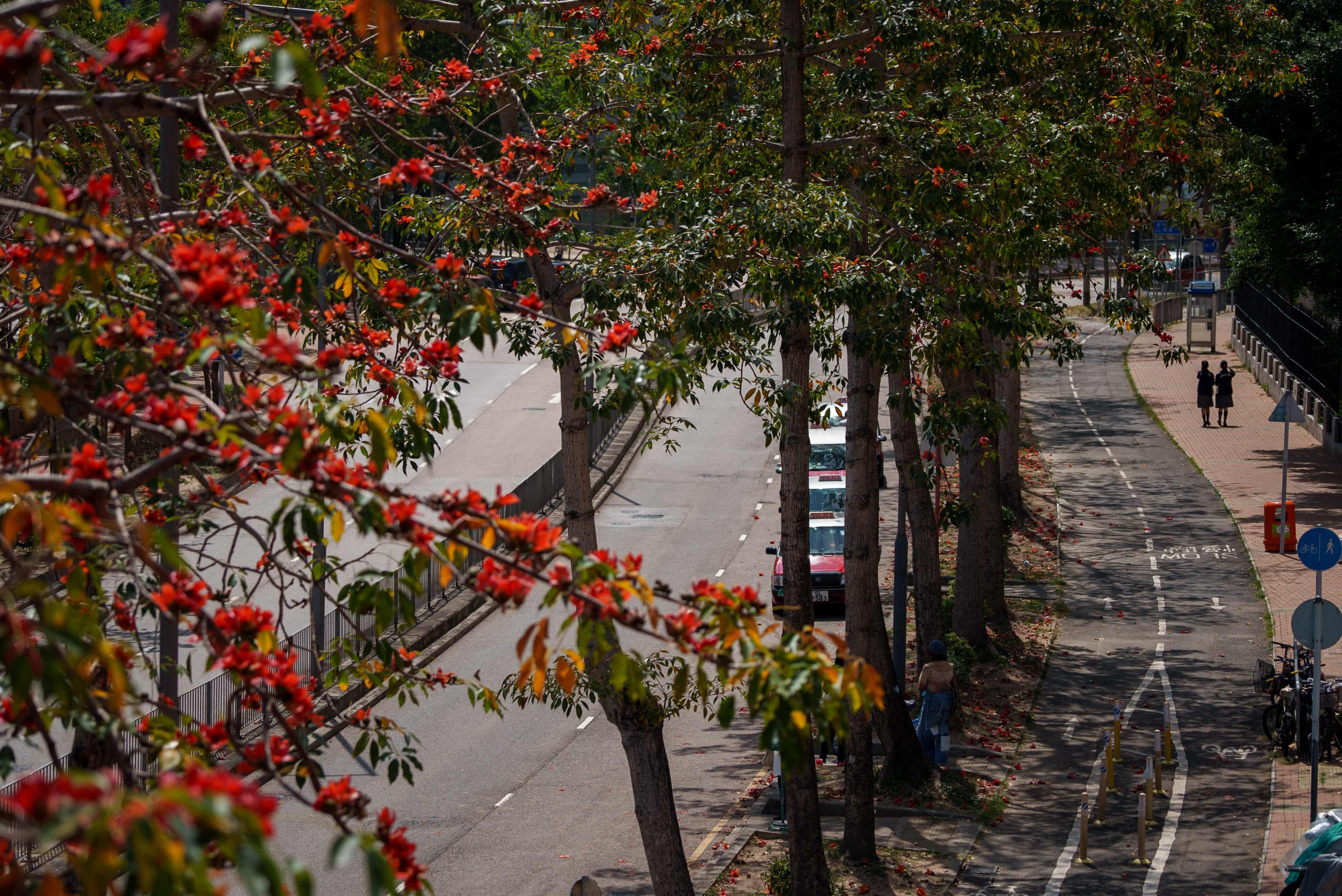 Kapok trees bloom with vibrant red flowers while retaining green foliage that typically would have shed during winter, in Hong Kong on March 16. Photo: AFP