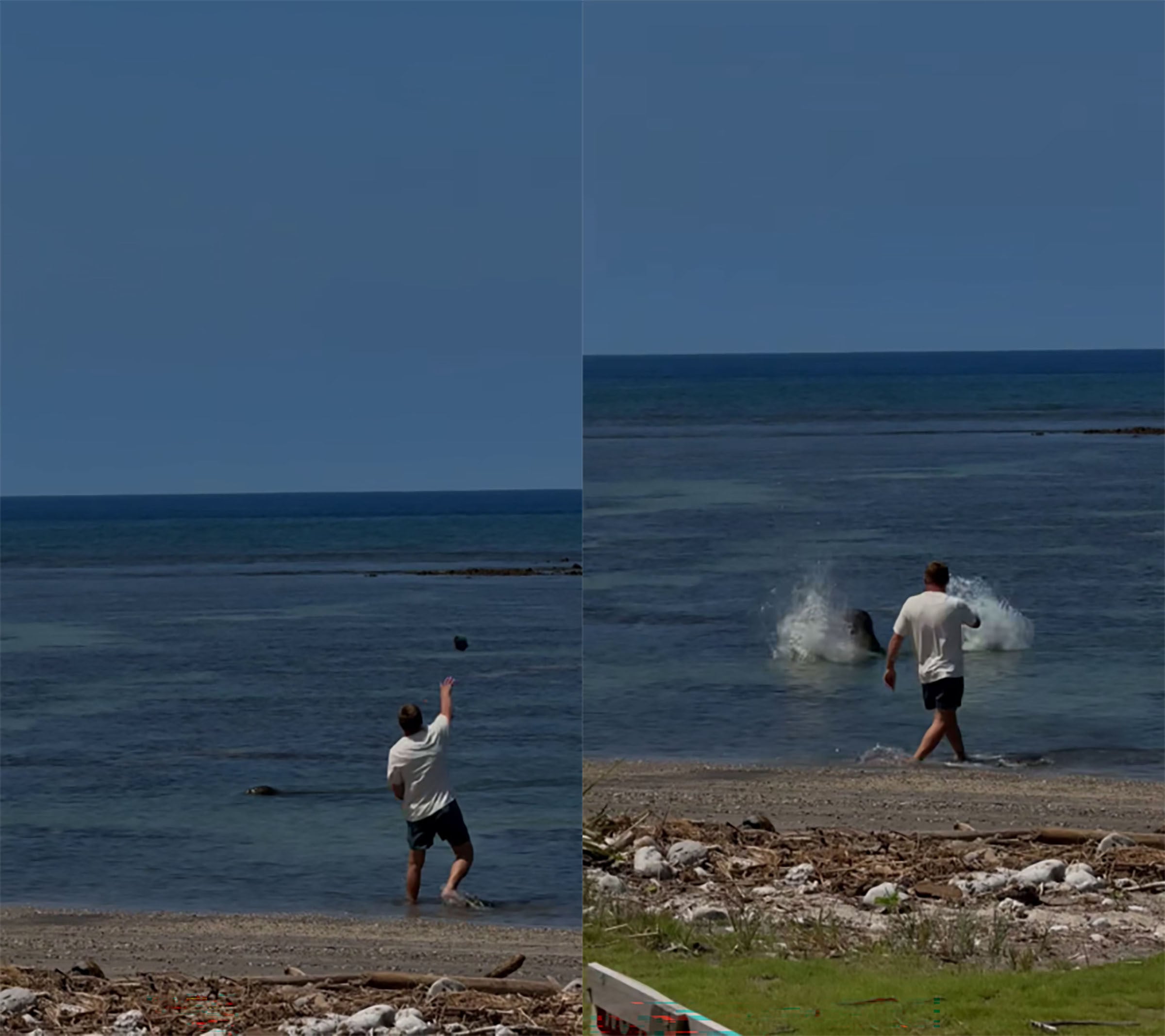 The rock narrowly missed the seal’s head, but caused the animal to abruptly alter its behaviour, prosecutors say. Photos: District of Hawaii US Attorney’s Office