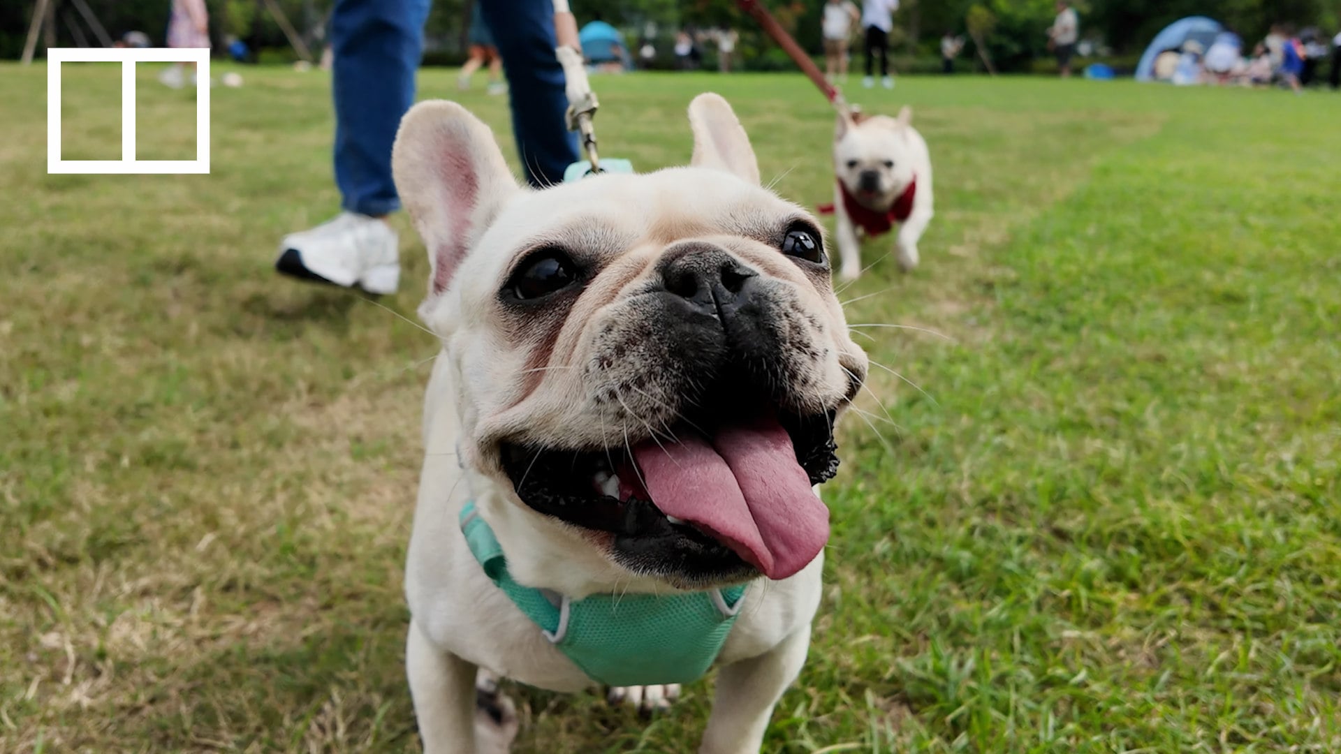 Hong Kong is allowing dogs to dine indoors with patrons for the first time since 1994. From July 2026, up to 1,000 restaurants in the city will be licensed to welcome four-legged guests. While the move aims to tap into the city’s massive pet market, strict leash laws and safety rules remain in place.