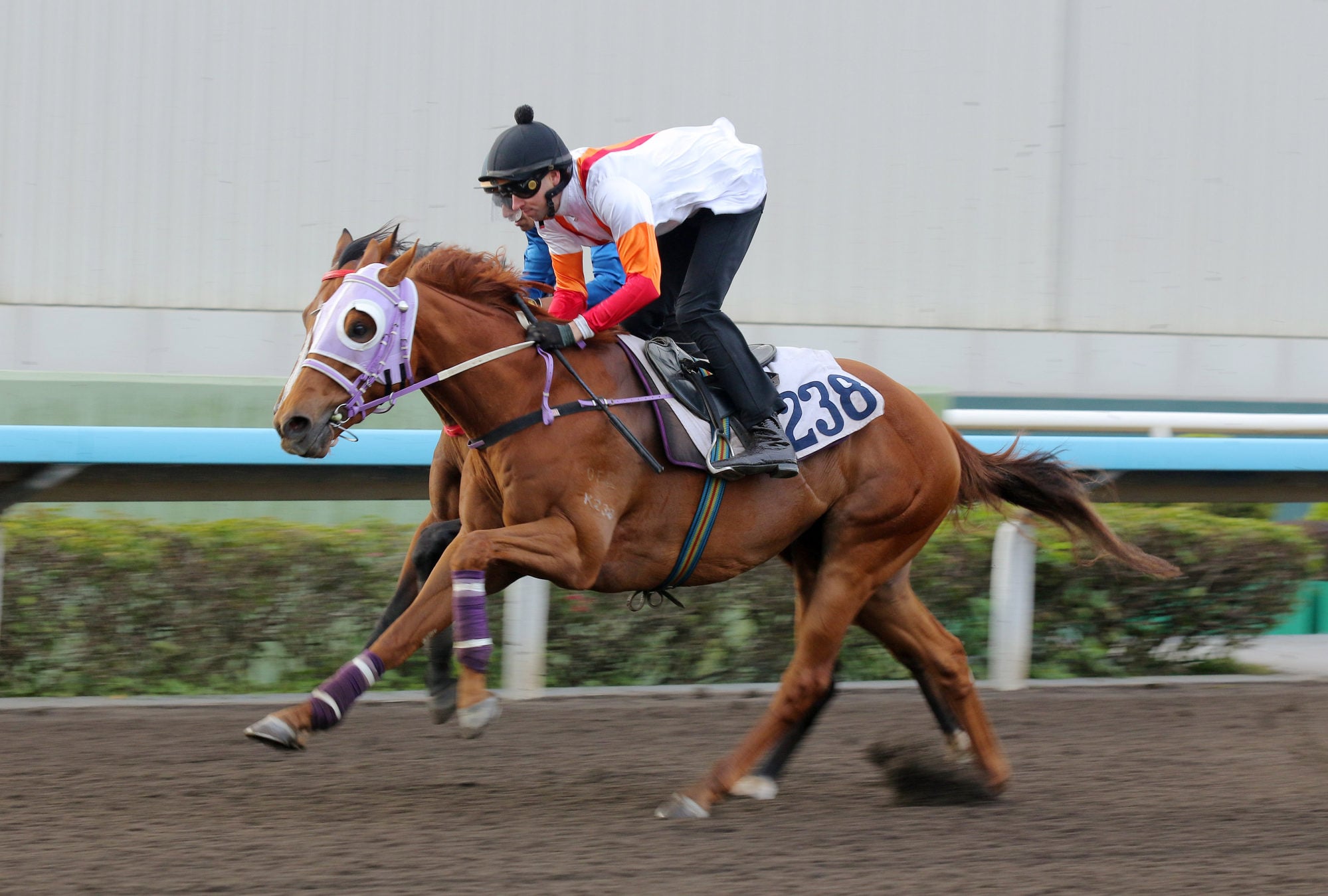 Perfectday and James Orman gallop at Sha Tin. Perfectday and James Orman gallop at Sha Tin.