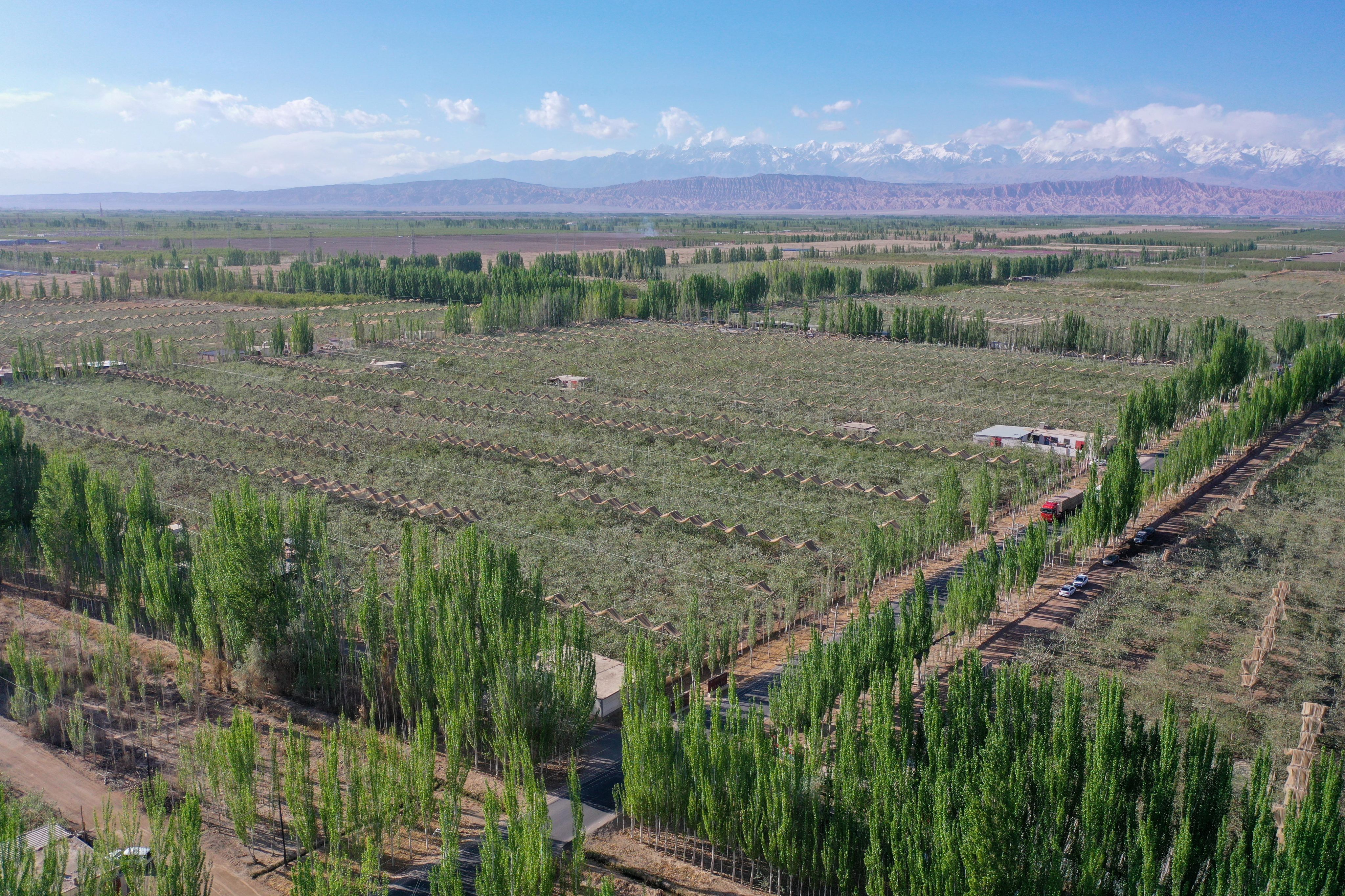 An apple orchard in China’s western Xinjiang Uygur autonomous region, along the edge of the Taklamakan Desert. Photo: Xinhua
