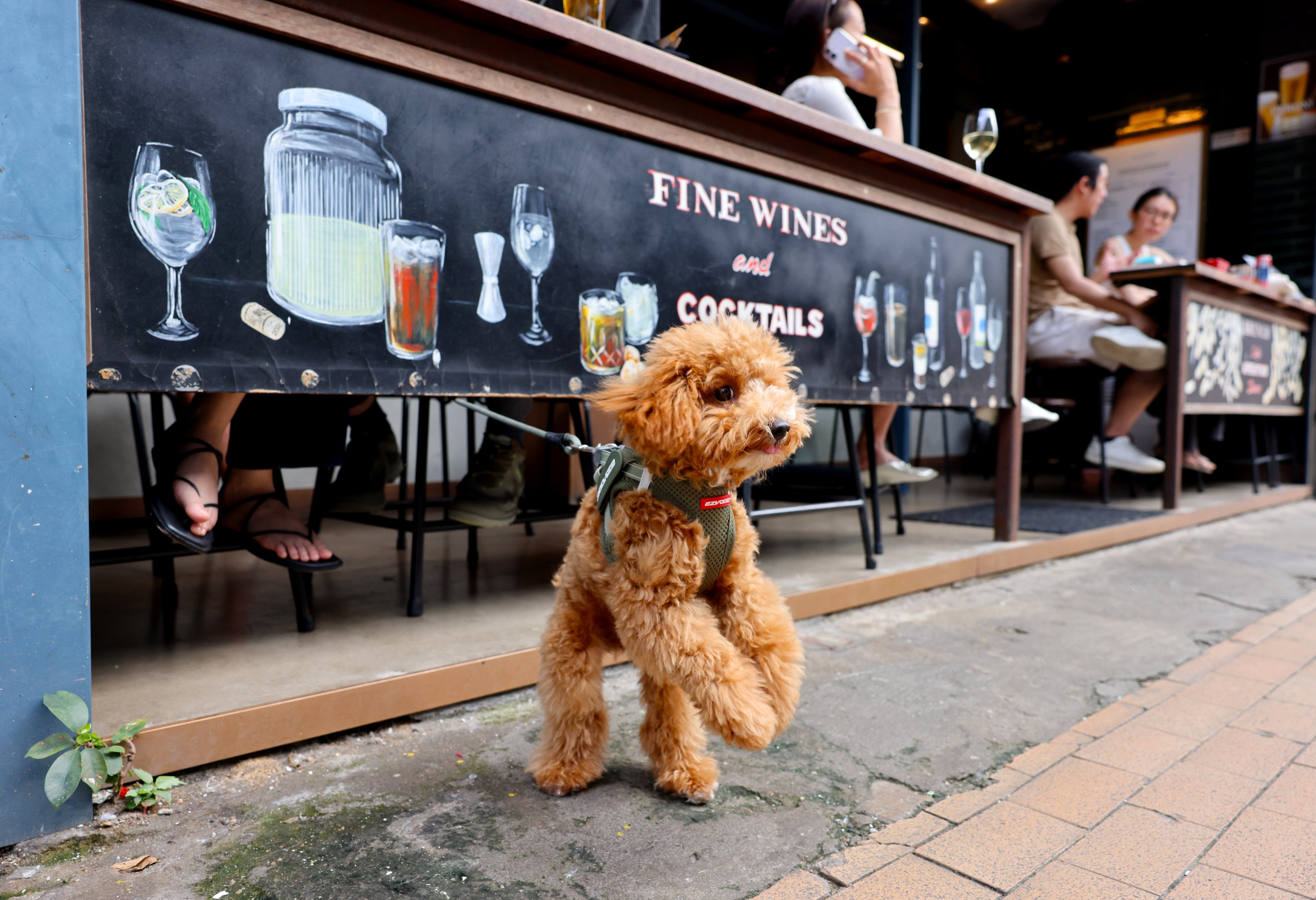 A poodle outside a restaurant in Happy Valley. Under the new policy for licensed establishments, dogs must be kept on leads no longer than 1.5 metres and remain under an adult's control. Photo: Nora Tam