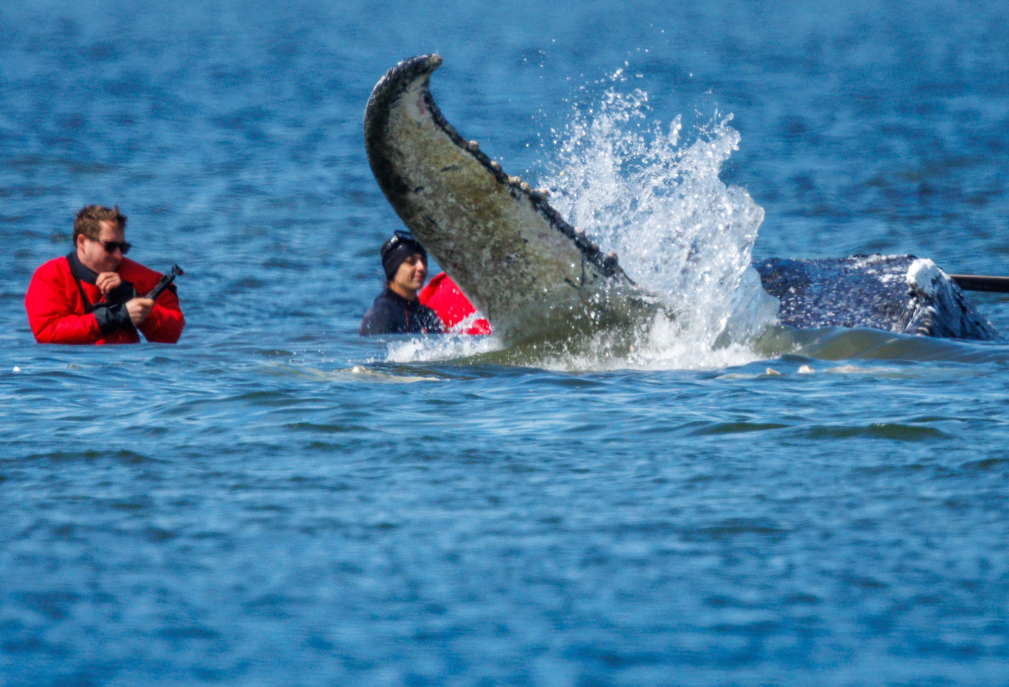 Helpers use straps to try to pull a stranded humpback whale in Fährdorf, Germany, in April. Photo: dpa via AP