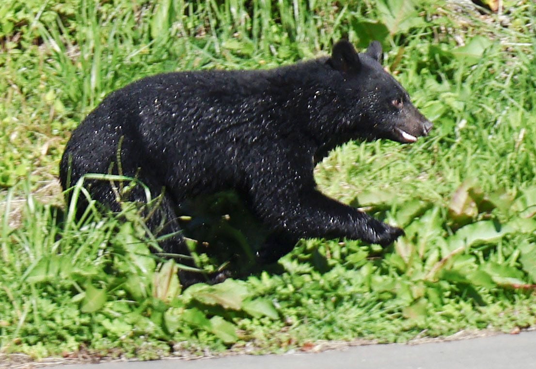 scmp.com - Julian Ryall - Russian hiker becomes Japan's latest bear attack victim as a new record looms