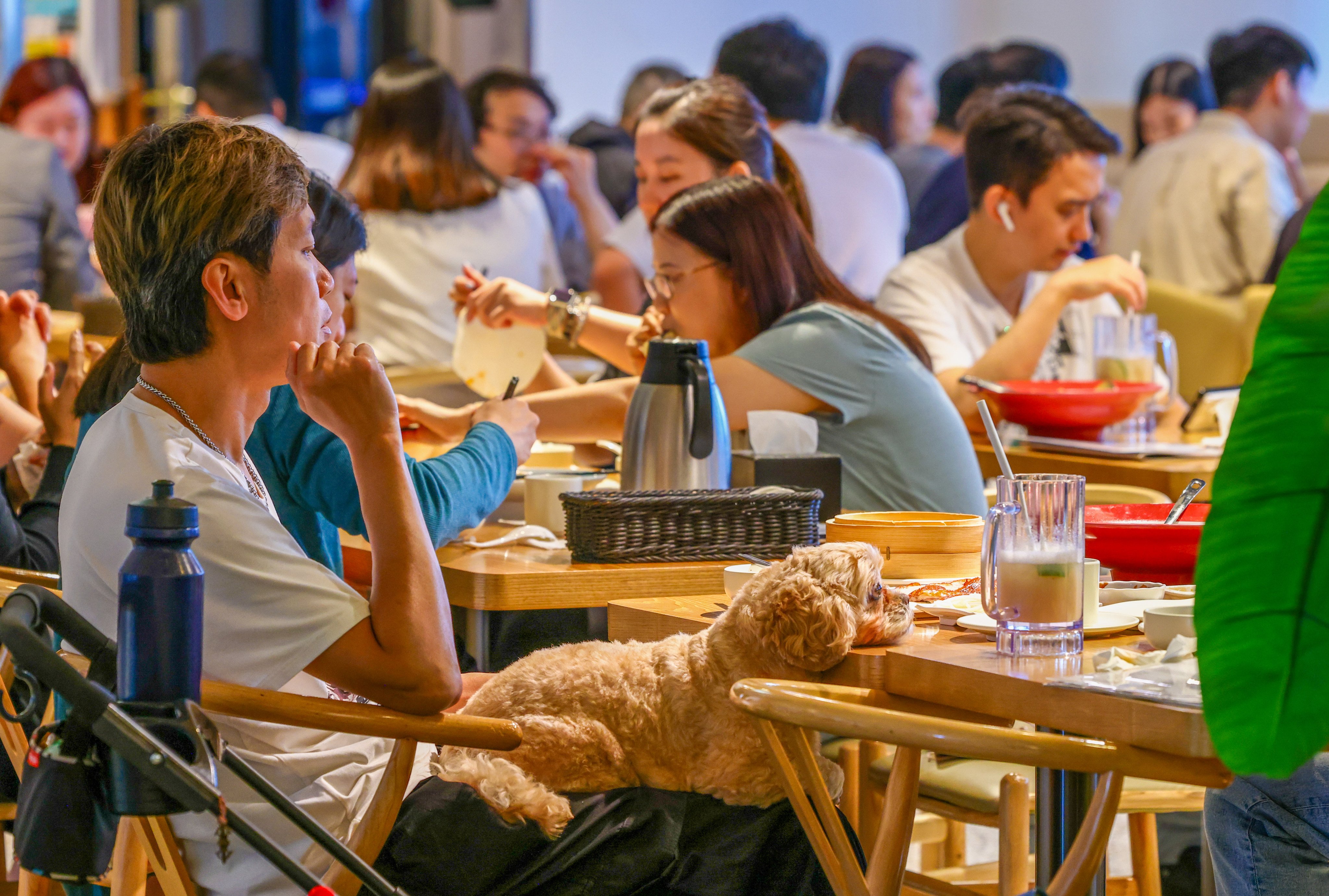 Hong Kong’s dog-friendly dining scheme got off to a strong start with 700 applications for licences on the first day. Photo: Dickson Lee