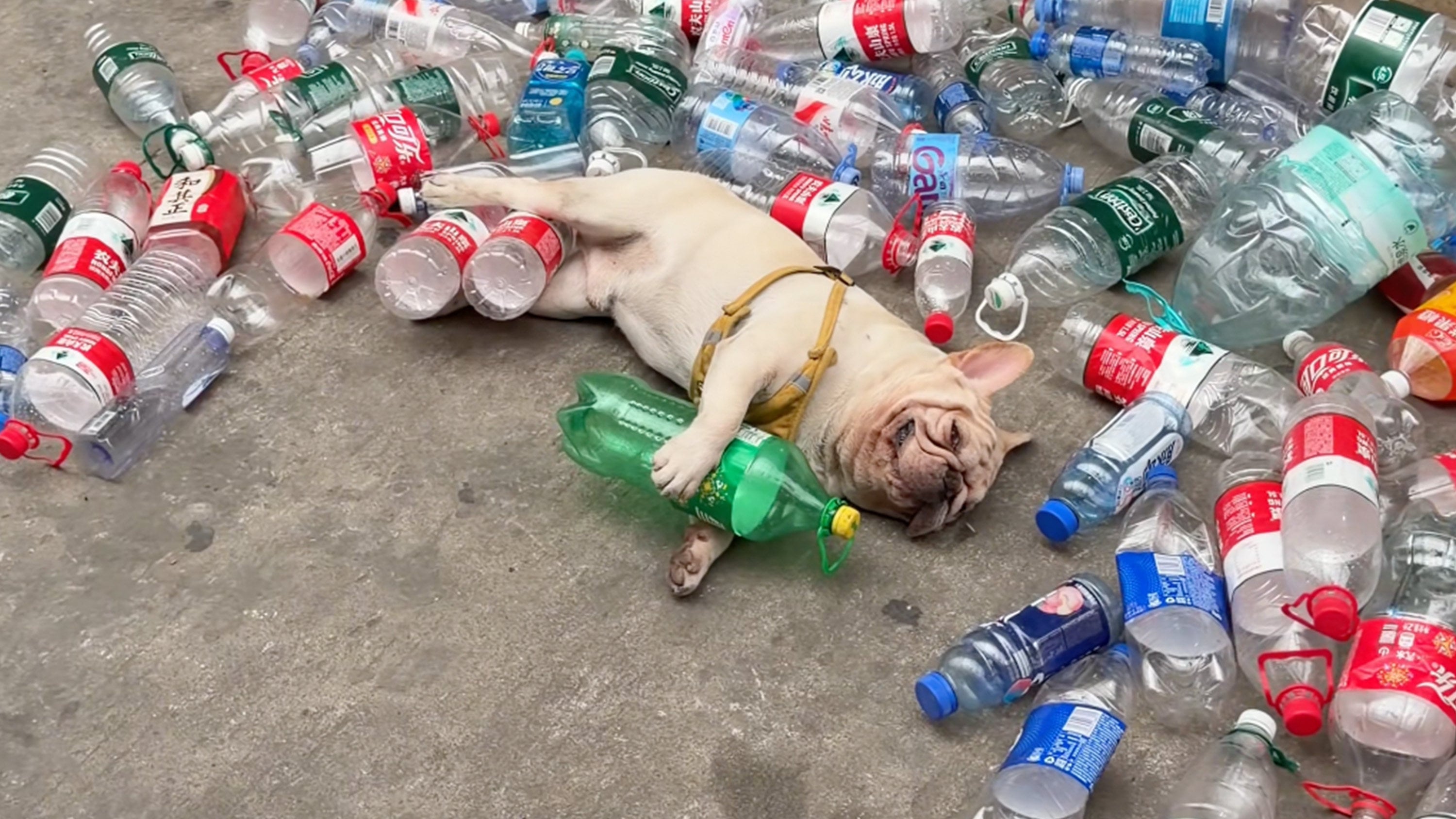 A famous French bulldog in China known for collecting plastic bottles is facing threats from animal abusers. Photo: Douyin