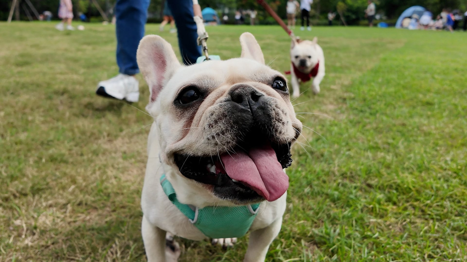 Hong Kong is allowing dogs to dine indoors with patrons for the first time since 1994. From July 2026, up to 1,000 restaurants in the city will be licensed to welcome four-legged guests. While the move aims to tap into the city’s massive pet market, strict leash laws and safety rules remain in place.