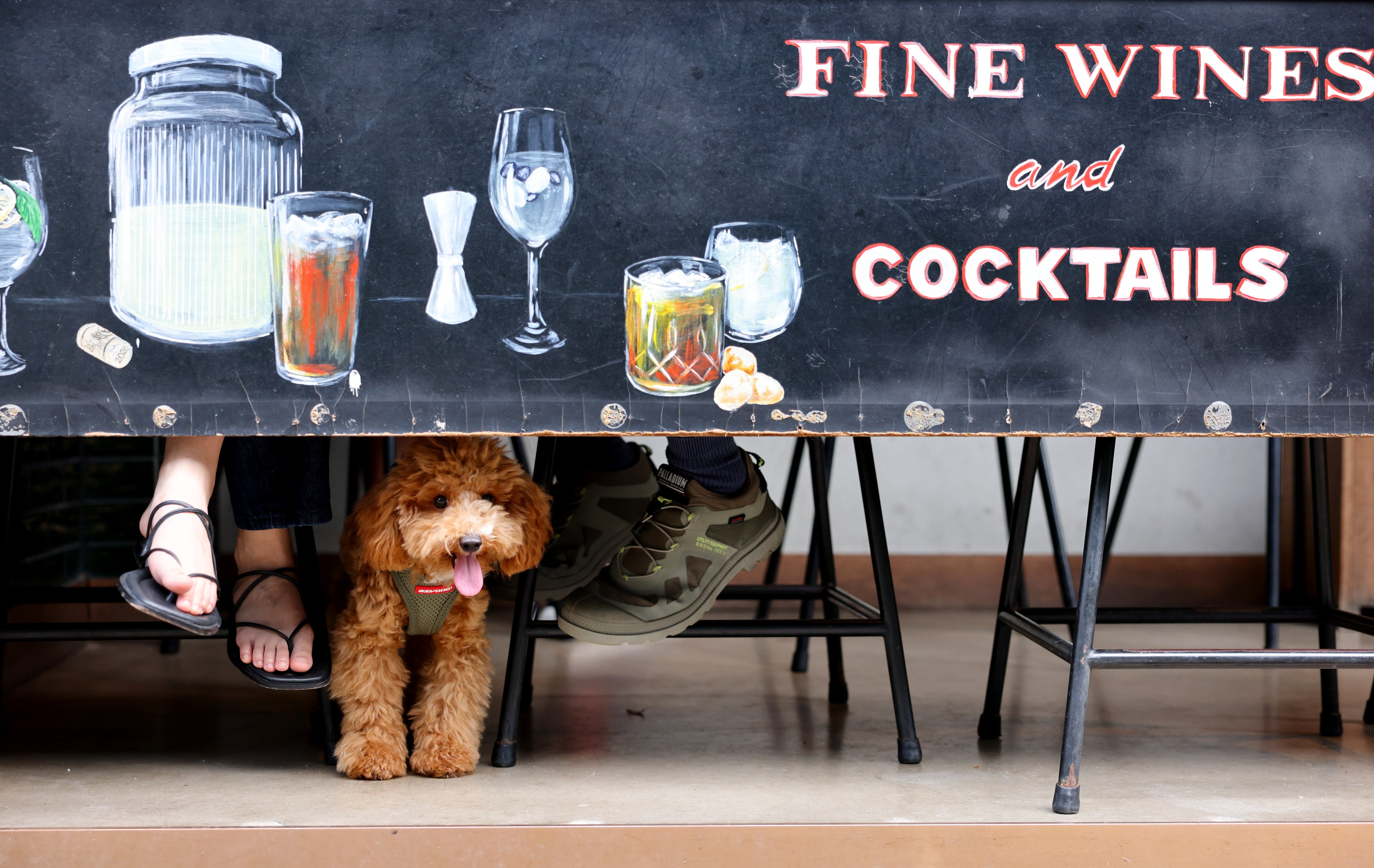 A poodle is kept on a lead outside a restaurant in Happy Valley on May 11. Photo: Nora Tam