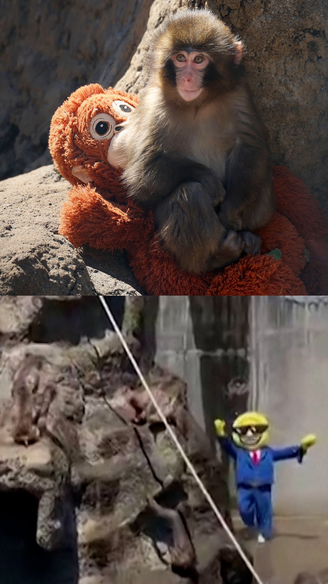 Americans arrested in Japan for breaking into Punch the monkey’s enclosure