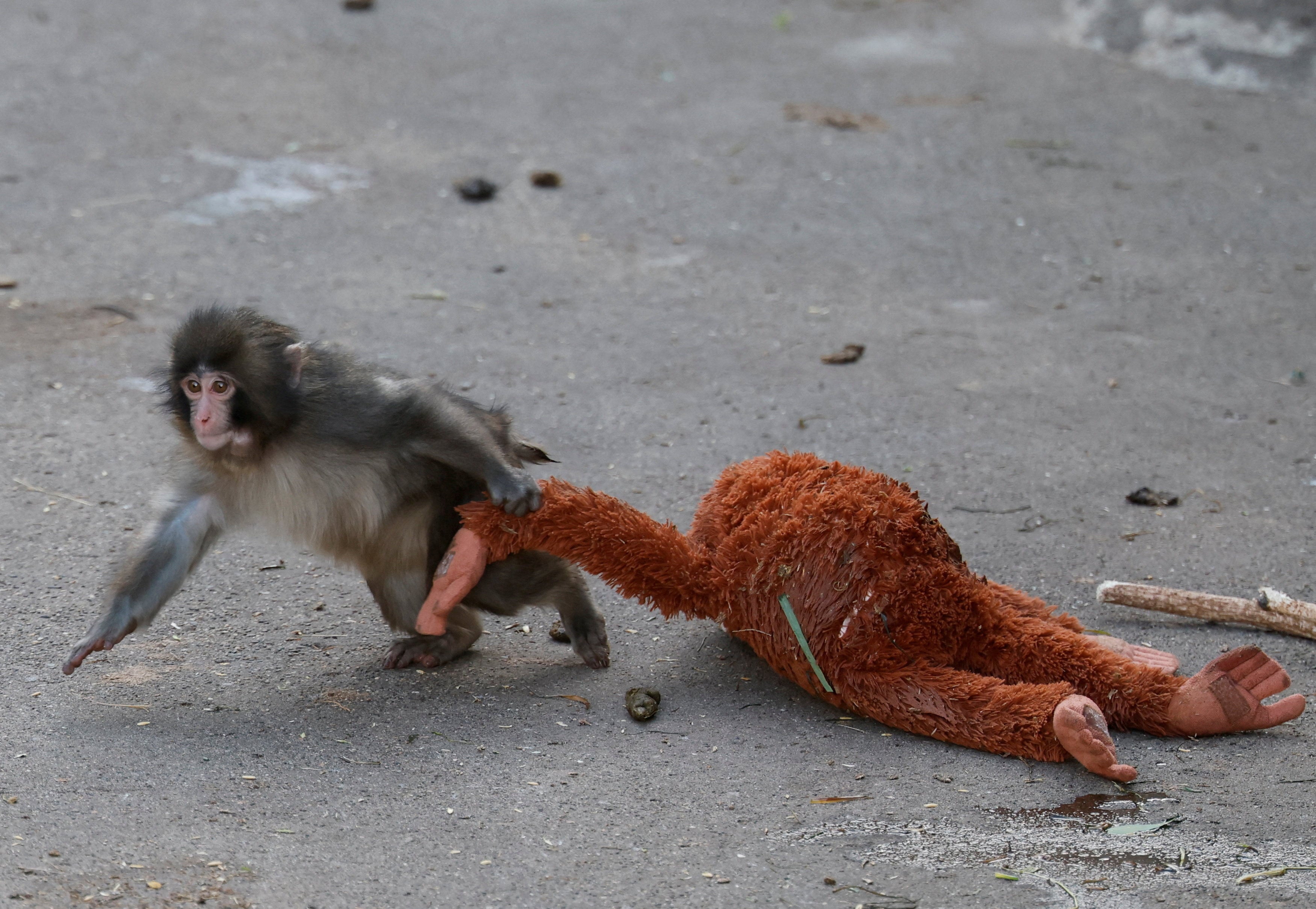 Japanese macaque Punch drags a stuffed orangutan at Ichikawa City Zoo in Chiba prefecture. Photo: Reuters