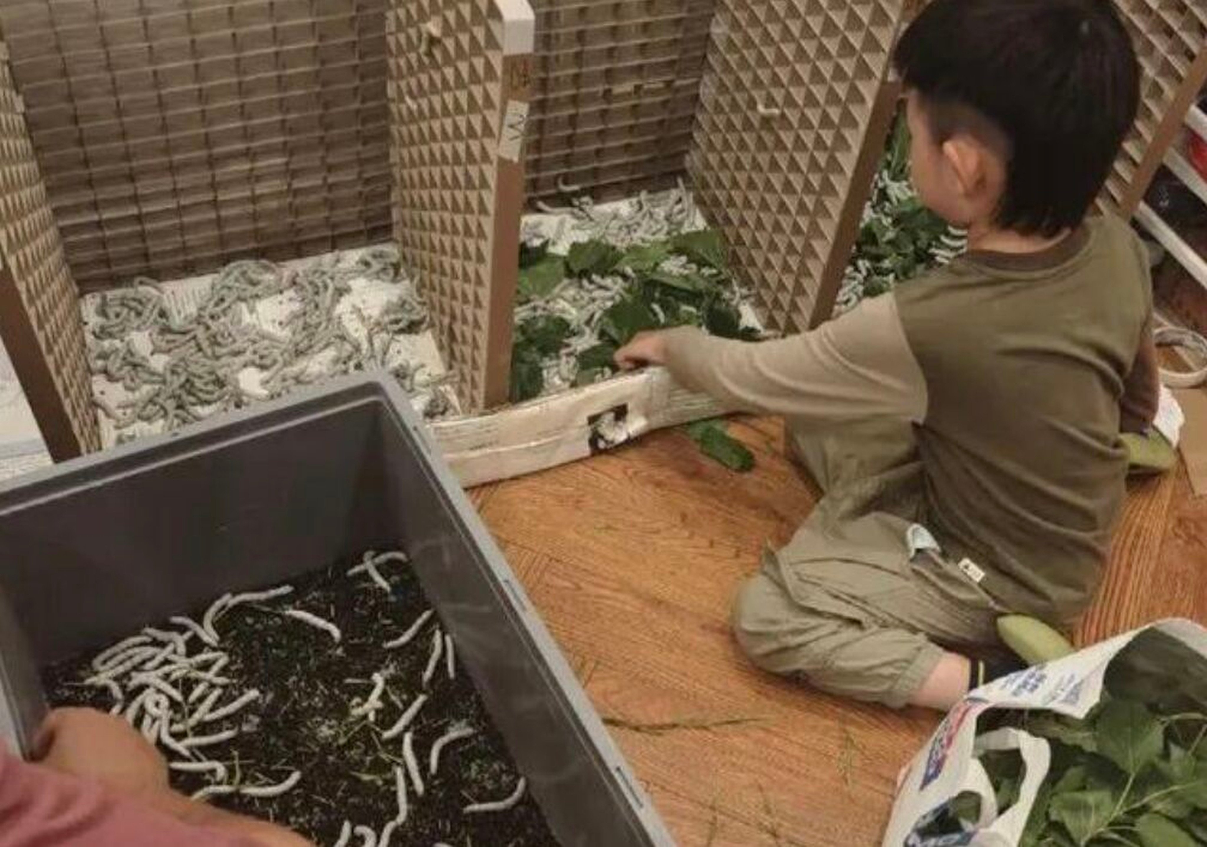 A boy in China wants to raise silkworms to create a silk quilt, prompting his parents to buy 12,000 seeds on the internet. Photo: Baidu