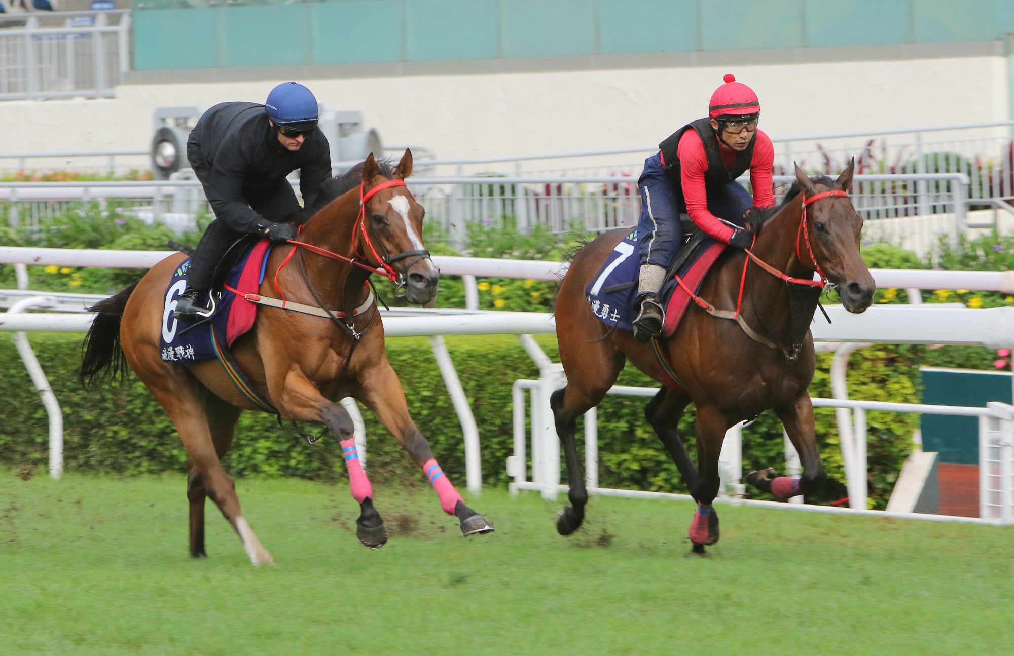 Stablemates Romantic Warrior and Romantic Thor gallop on the turf at Sha Tin. Stablemates Romantic Warrior and Romantic Thor gallop on the turf at Sha Tin.