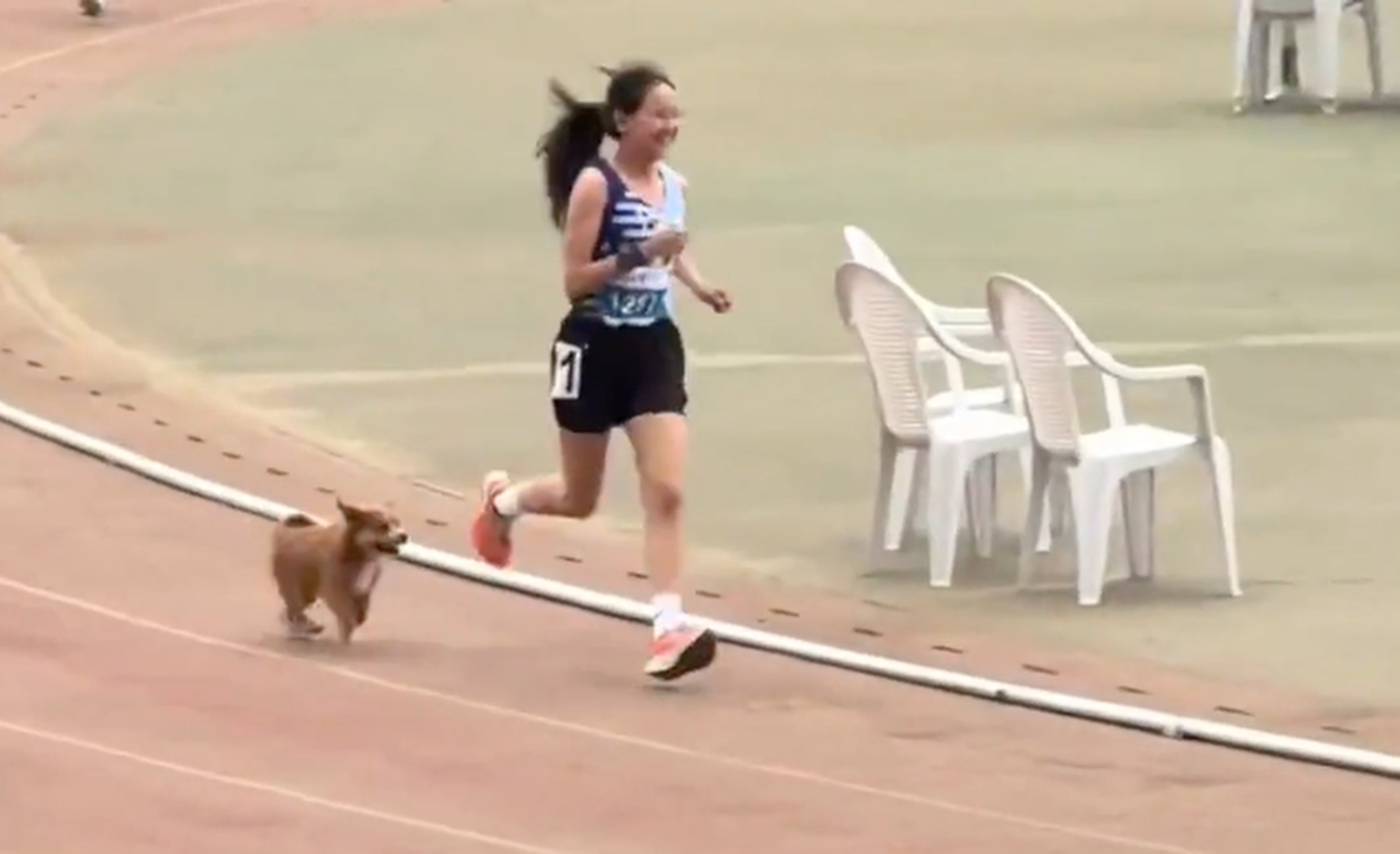 A stray puppy became an overnight internet sensation after a video of it entering the track to accompany a female student at the end of her 3,000-metre race gained millions of views. Photo: bjnews.com.cn