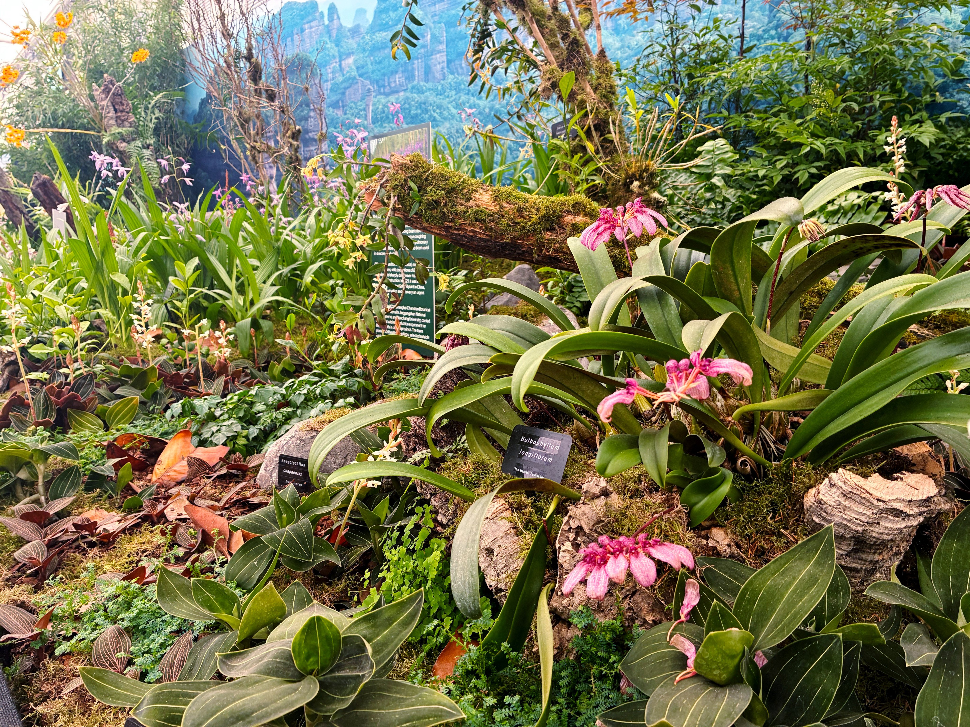 The gold-medal winning display “The Orchids of China – Beauty and Conservation” at the Chelsea Flower Show in the UK.  Photo: KFBG