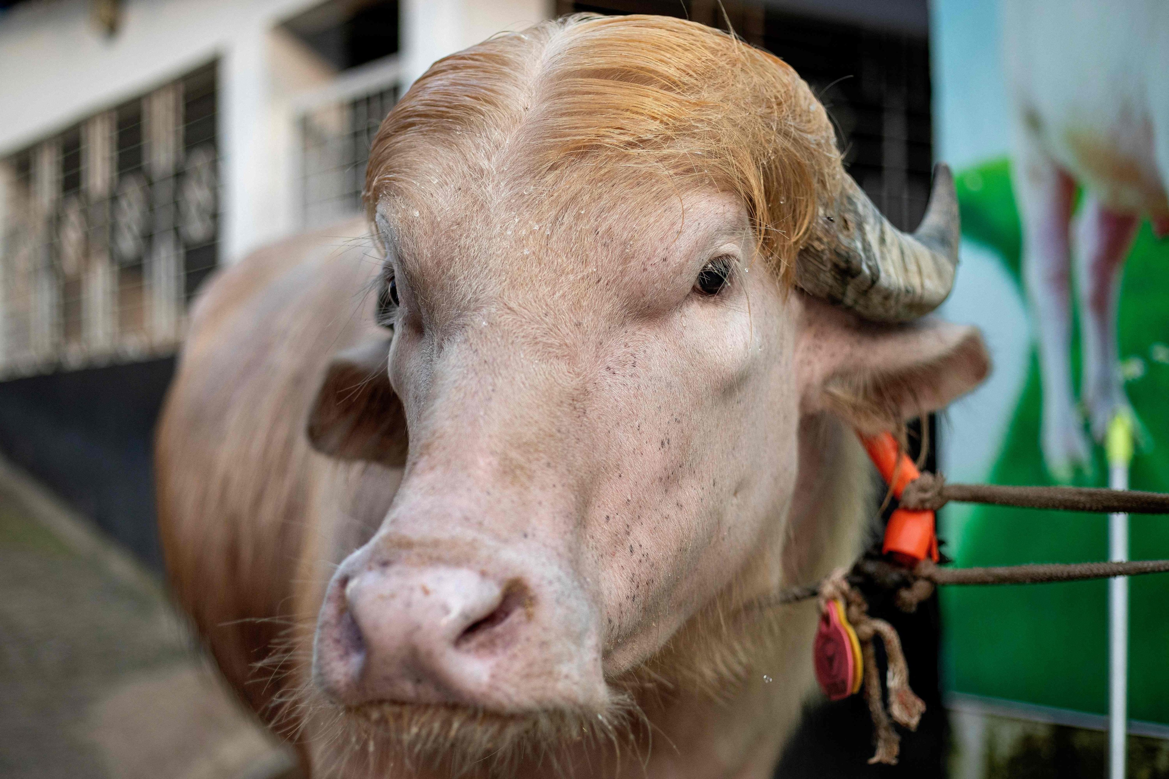 An albino buffalo nicknamed “Donald Trump” put up for sale ahead of Eid al-Adha at a livestock farm in Narayanganj, Bangladesh. Photo: AFP