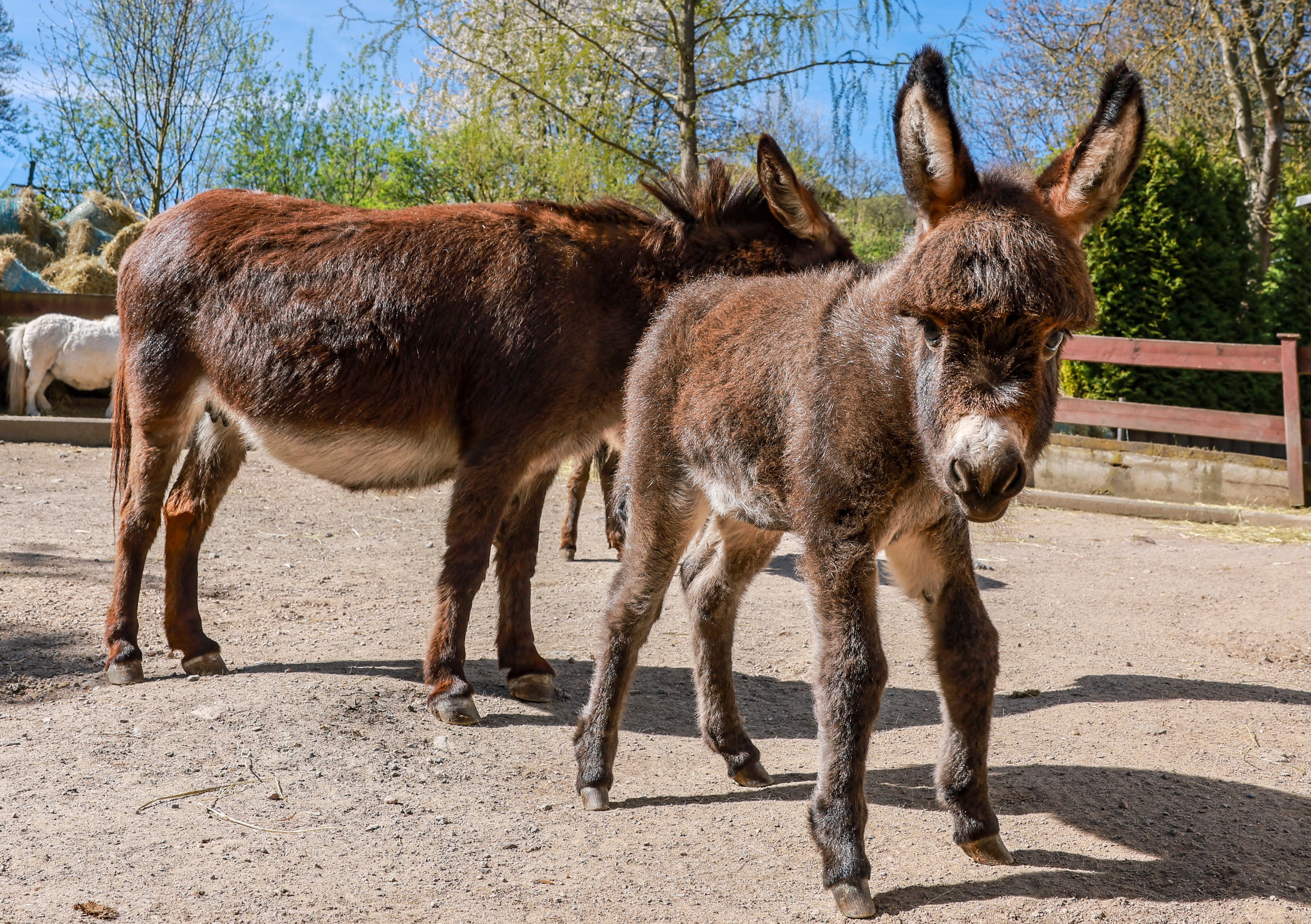 Almost the entire global donkey population faces being turned into medicinal jelly over the coming decades, two academics have argued. Photo: AP