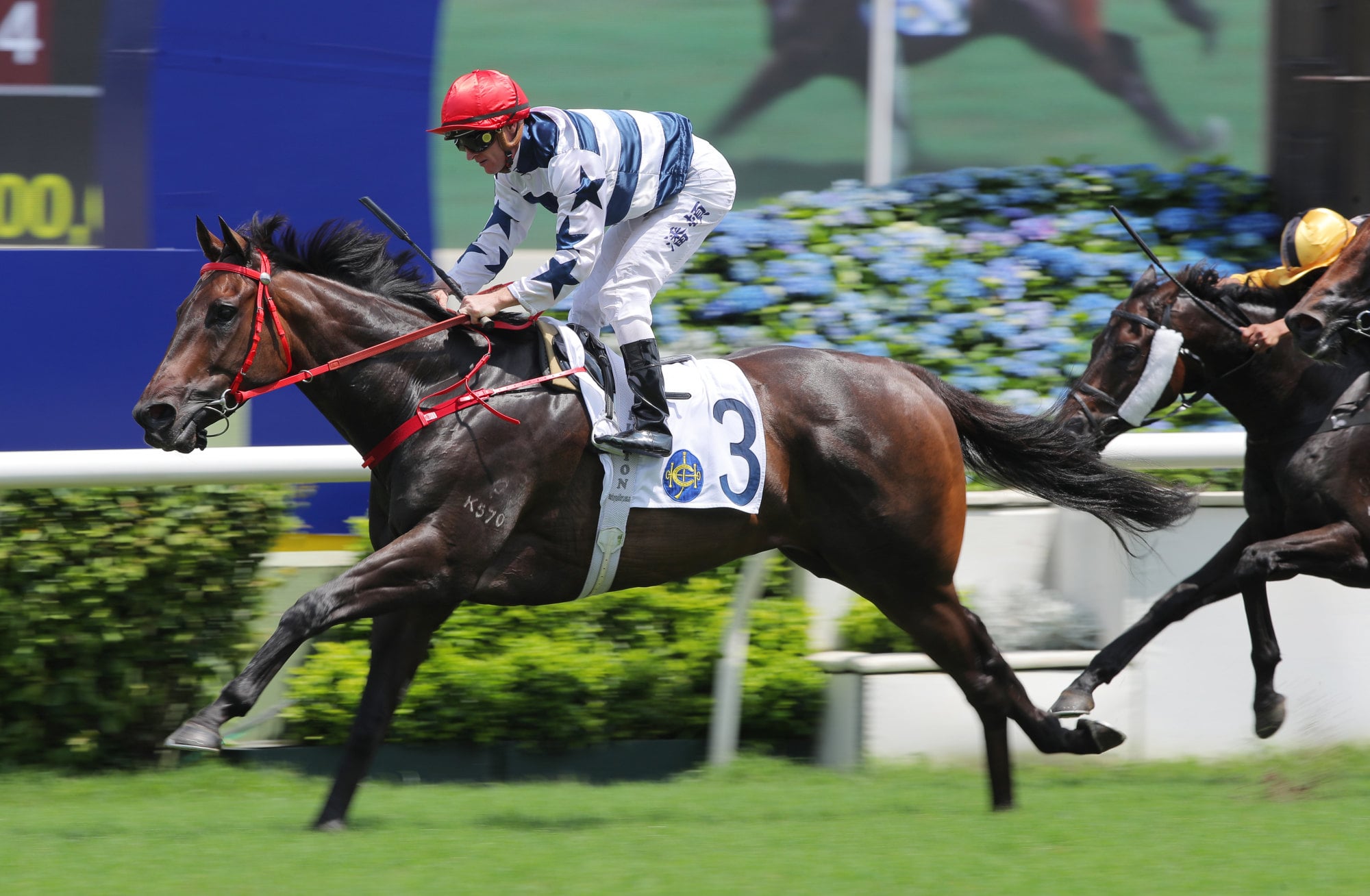 Packing King jogs in at Sha Tin. Packing King jogs in at Sha Tin.