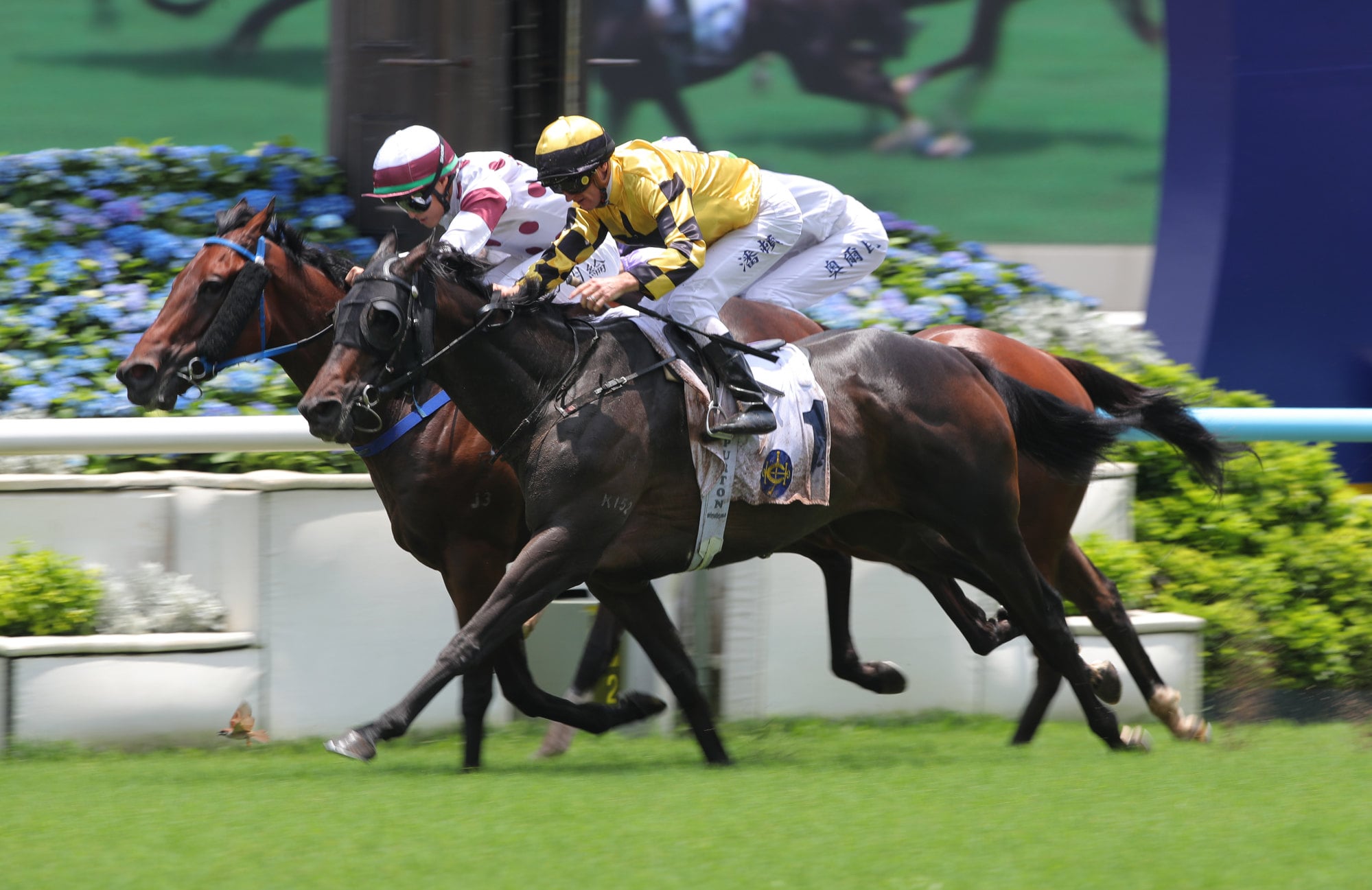 Flying Amani (near) gets up at Sha Tin. Flying Amani (near) gets up at Sha Tin.