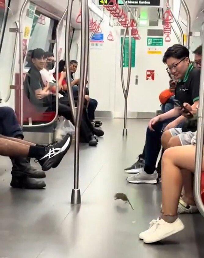 Passengers lift their legs as a rat scurries around an MRT carriage. Photo: Reddit/Beaveric