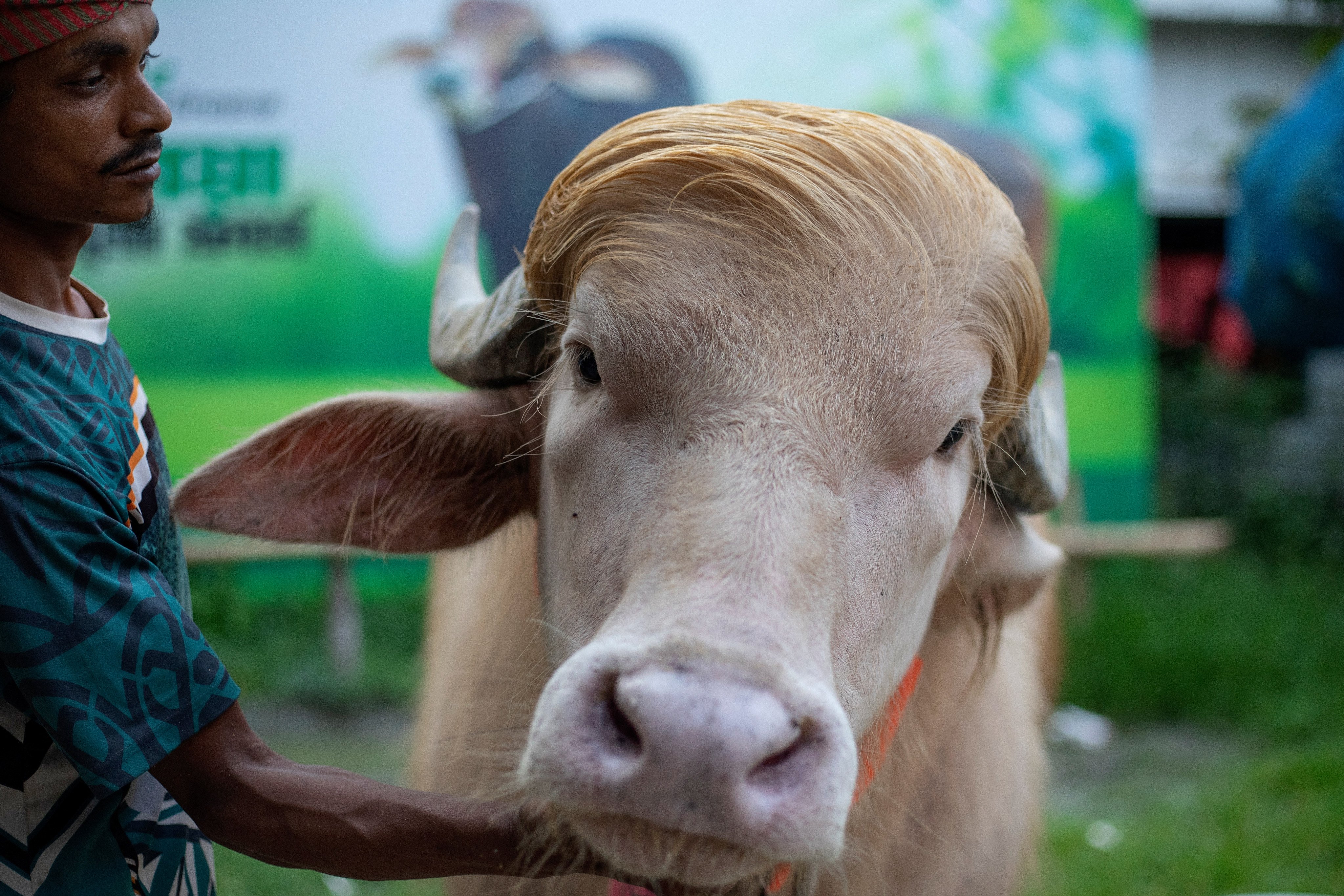 This photograph taken on May 17, 2026 shows a caretaker attending an albino buffalo nicknamed “Donald Trump” for sale ahead of Eid al-Adha at a livestock farm in Narayanganj. Crowds in Bangladesh are flocking to snap photographs with an unlikely social media star -- an albino buffalo with flowing blond hair nicknamed “Donald Trump” due to be sacrificed within days. (Photo by Salahuddin AHMED / AFP) / To go with ‘Bangladesh-US-Politics-Buffalo’, VISUAL STORY