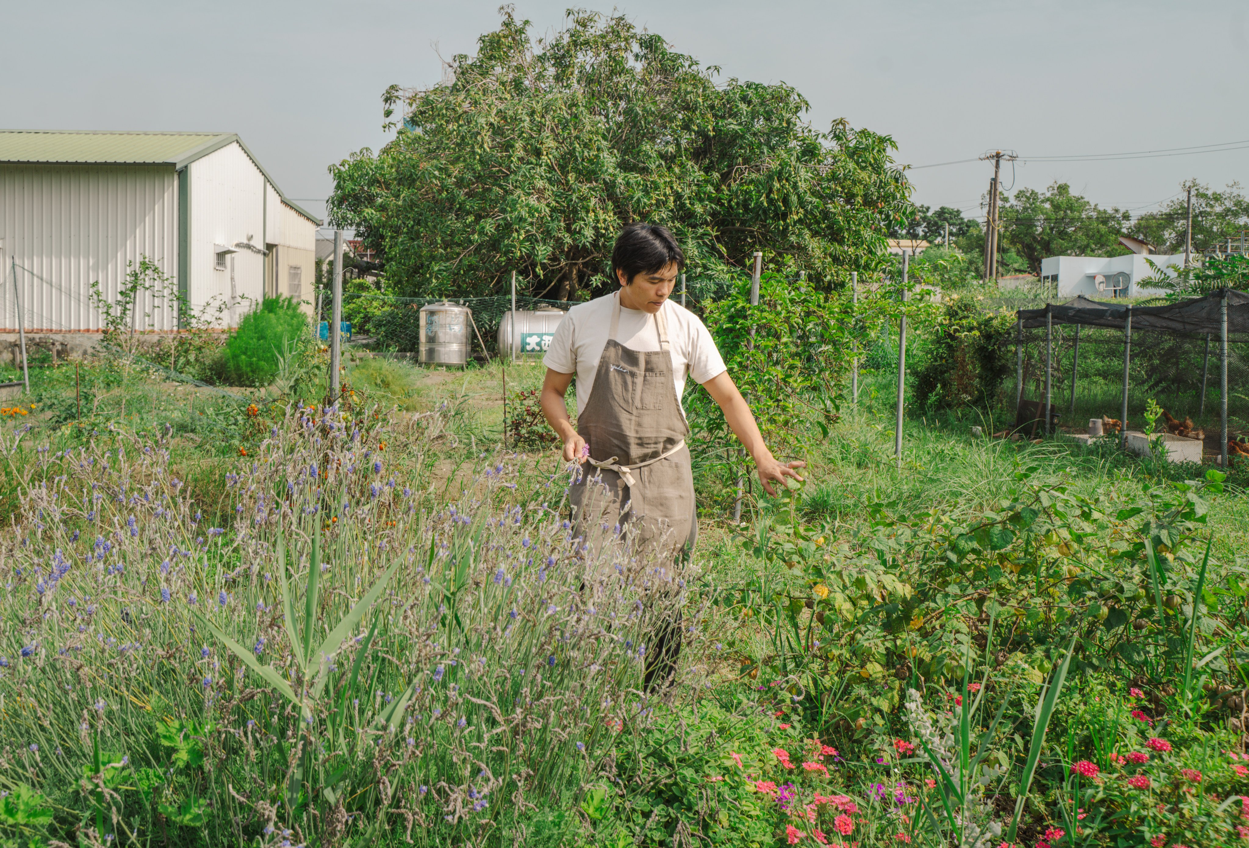 Nick Yang, chef-owner of Yudao, selects edible flowers from the restaurant’s farm. Photo: Alexander Mak
