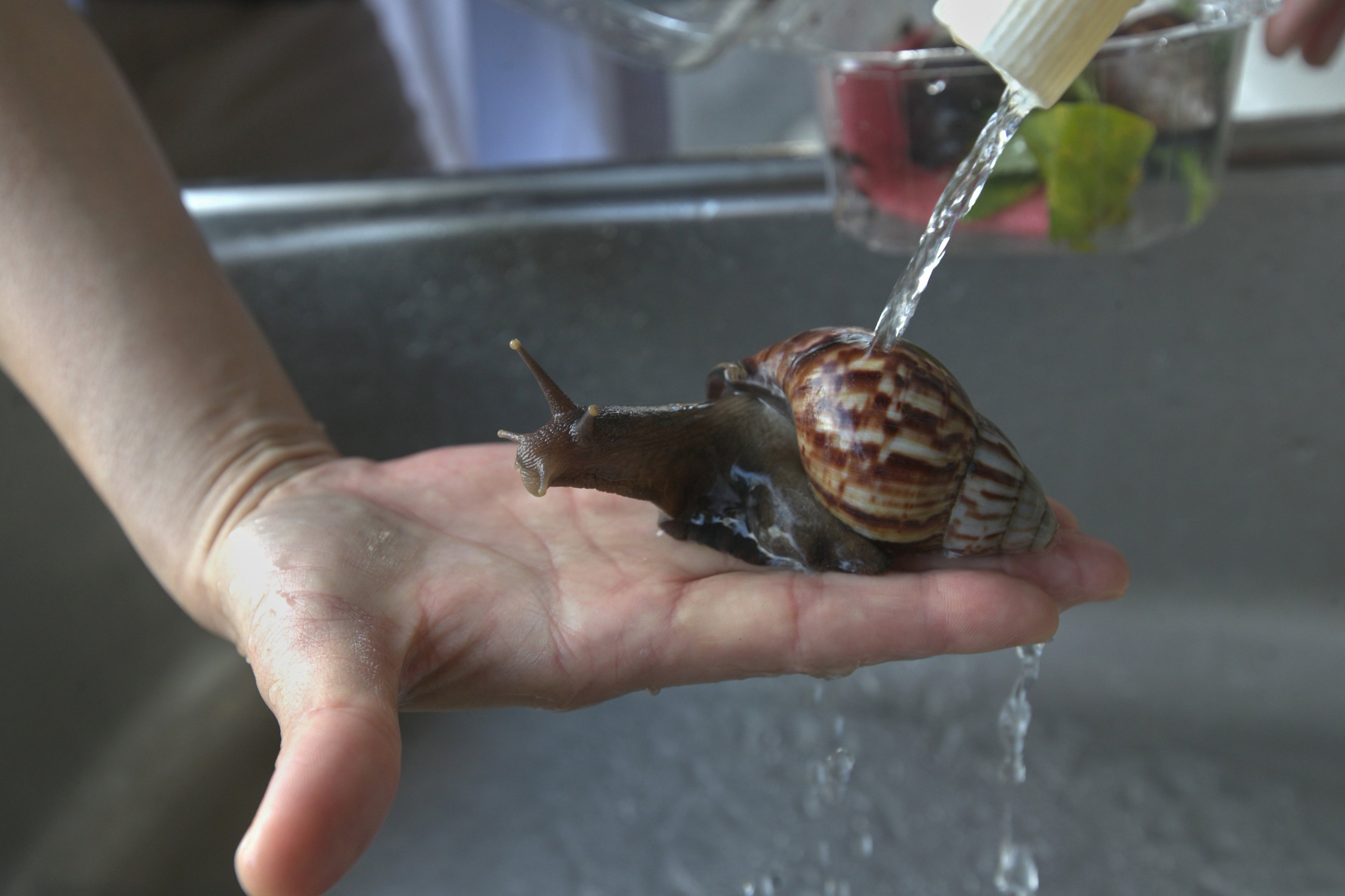 An owner waters his snail racer to keep it hydrated before a snail race in Fenglin, Taiwan. Photo: AP