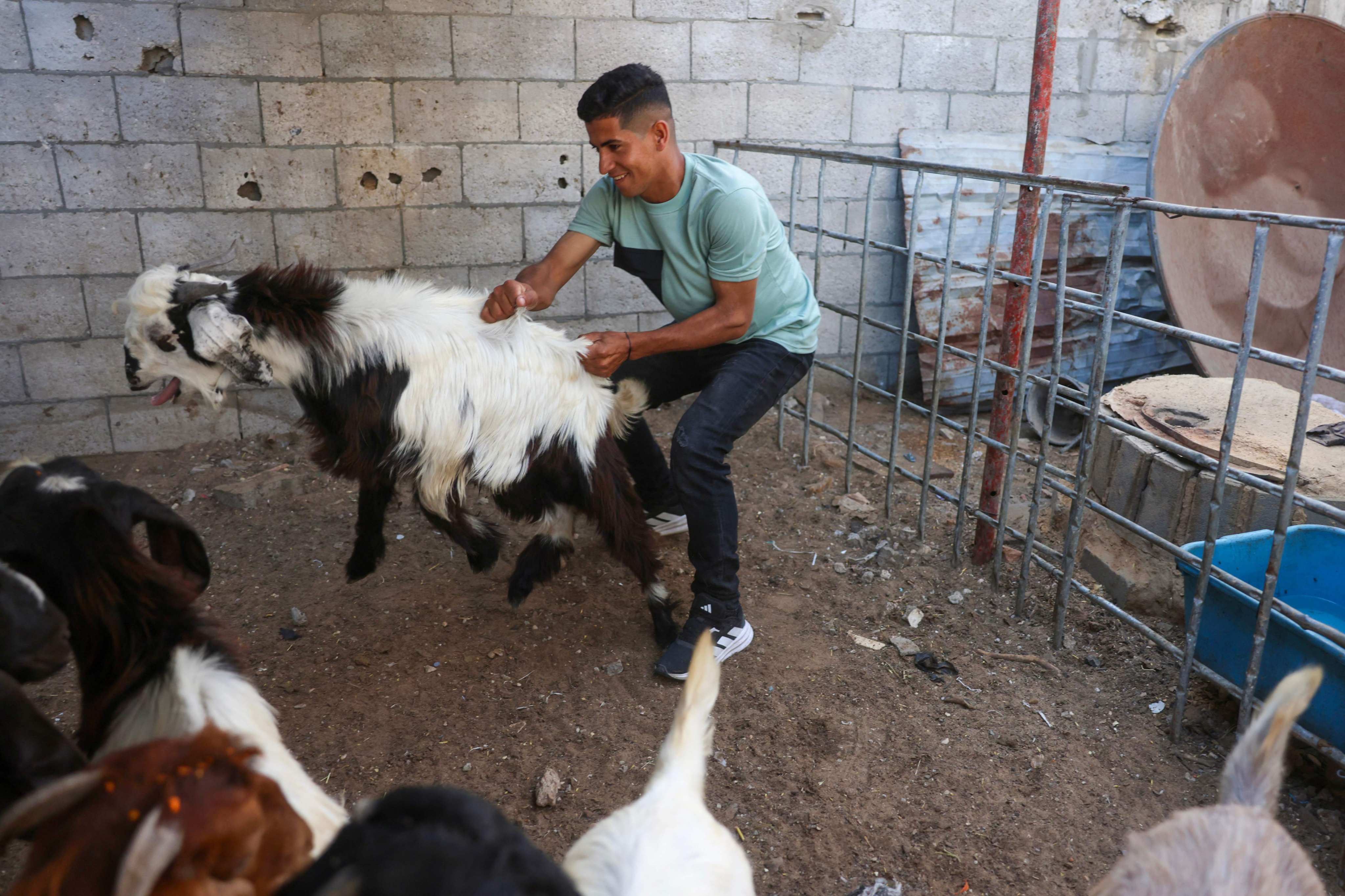 A displaced Palestinian tends to his livestock in a tent sheltering animals in Khan Yunis in the southern Gaza Strip on Tuesday. Photo: AFP